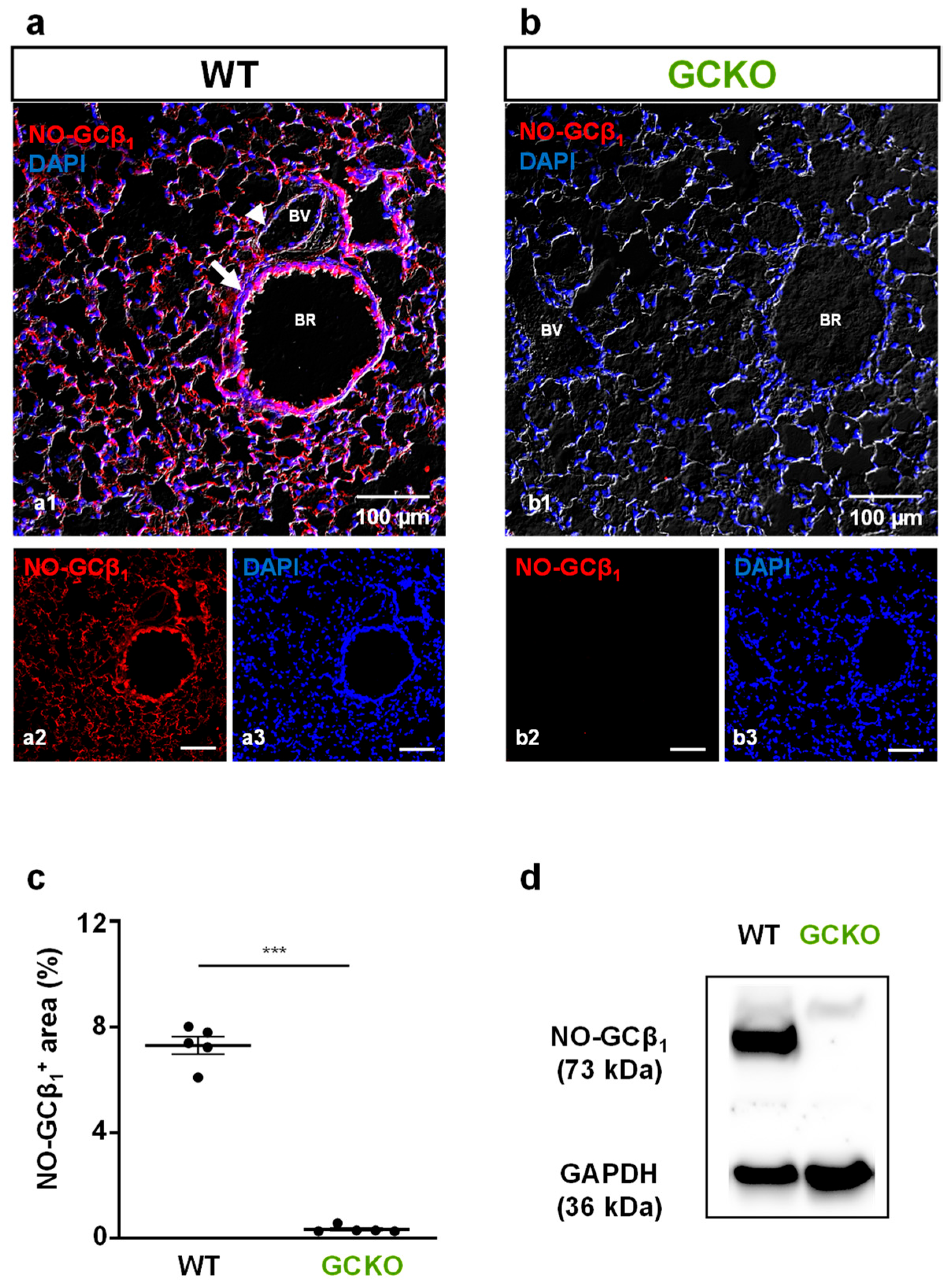 Ijms 24 11661 g001 Ijms 24 11661 g001