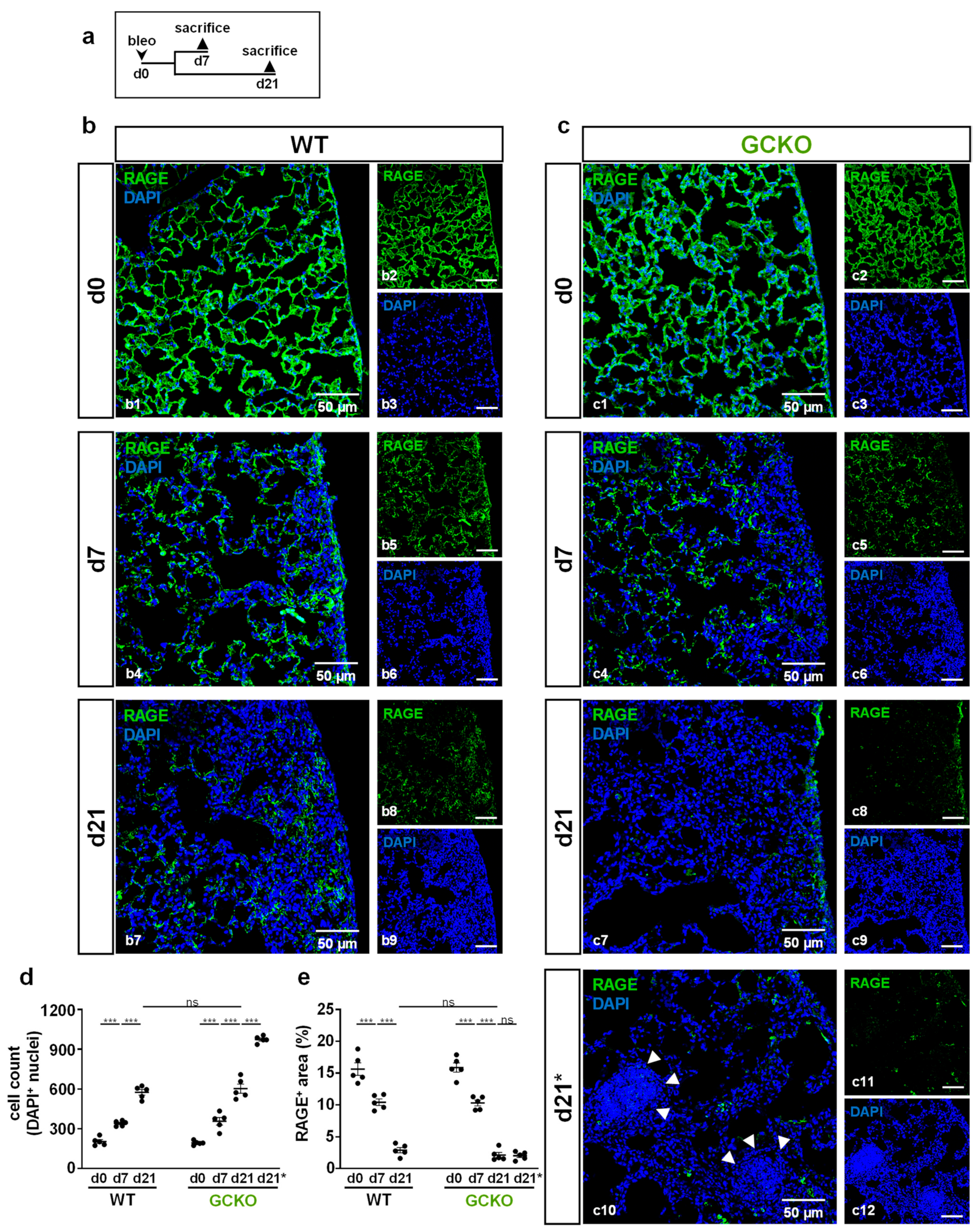 Ijms 24 11661 g004 Ijms 24 11661 g004
