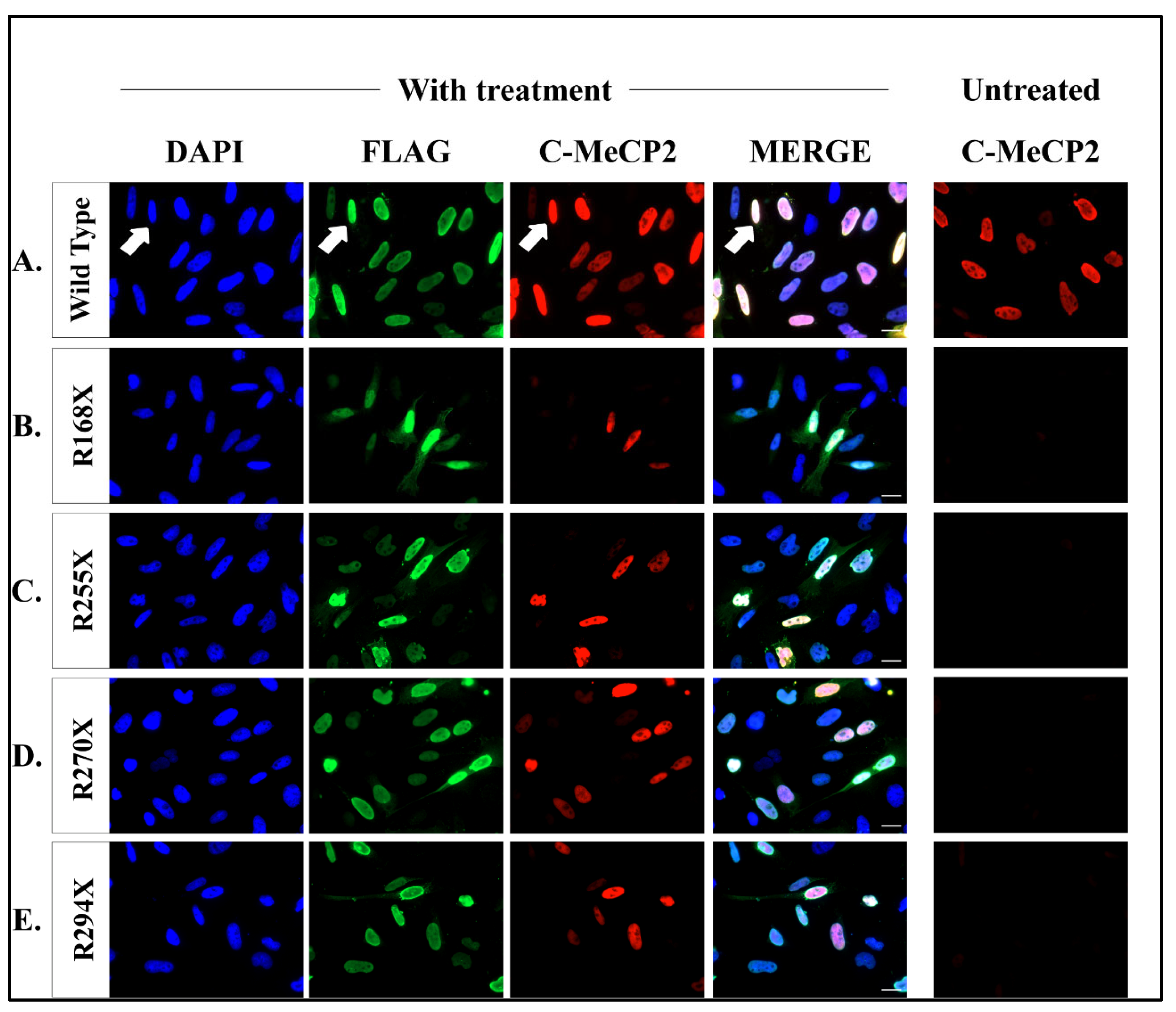 Ijms 24 11665 g005 Ijms 24 11665 g005