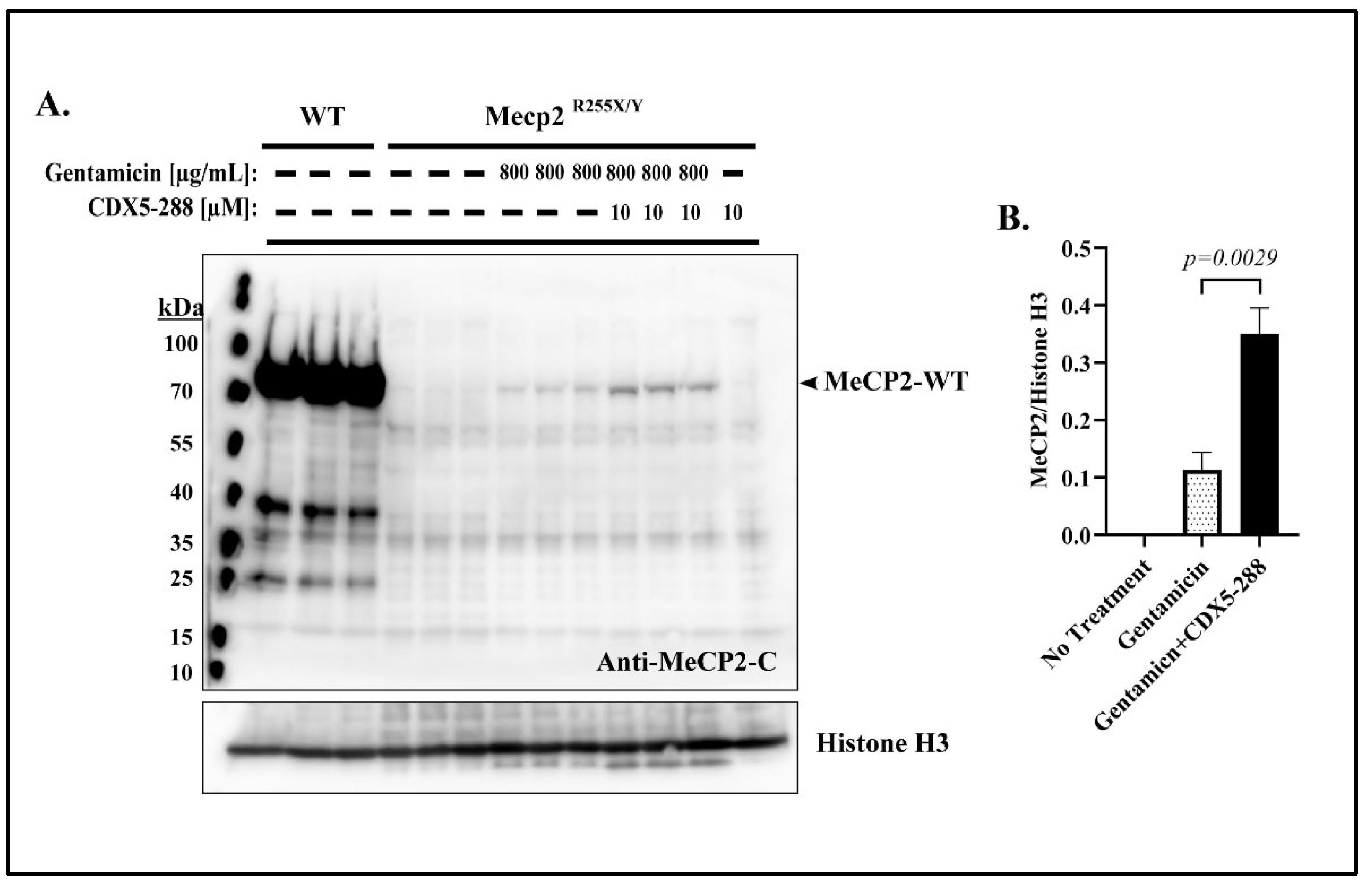 Ijms 24 11665 g007 Ijms 24 11665 g007