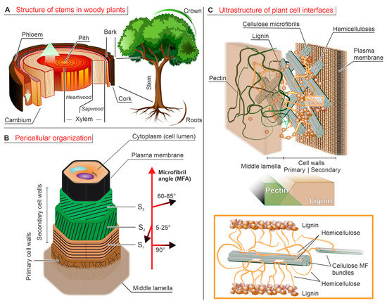 Introducing lignin as a binder material for the aqueous production