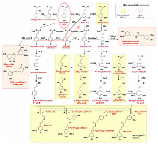 rio Deep eutectic solvent-mediated hydrothermal treatment for