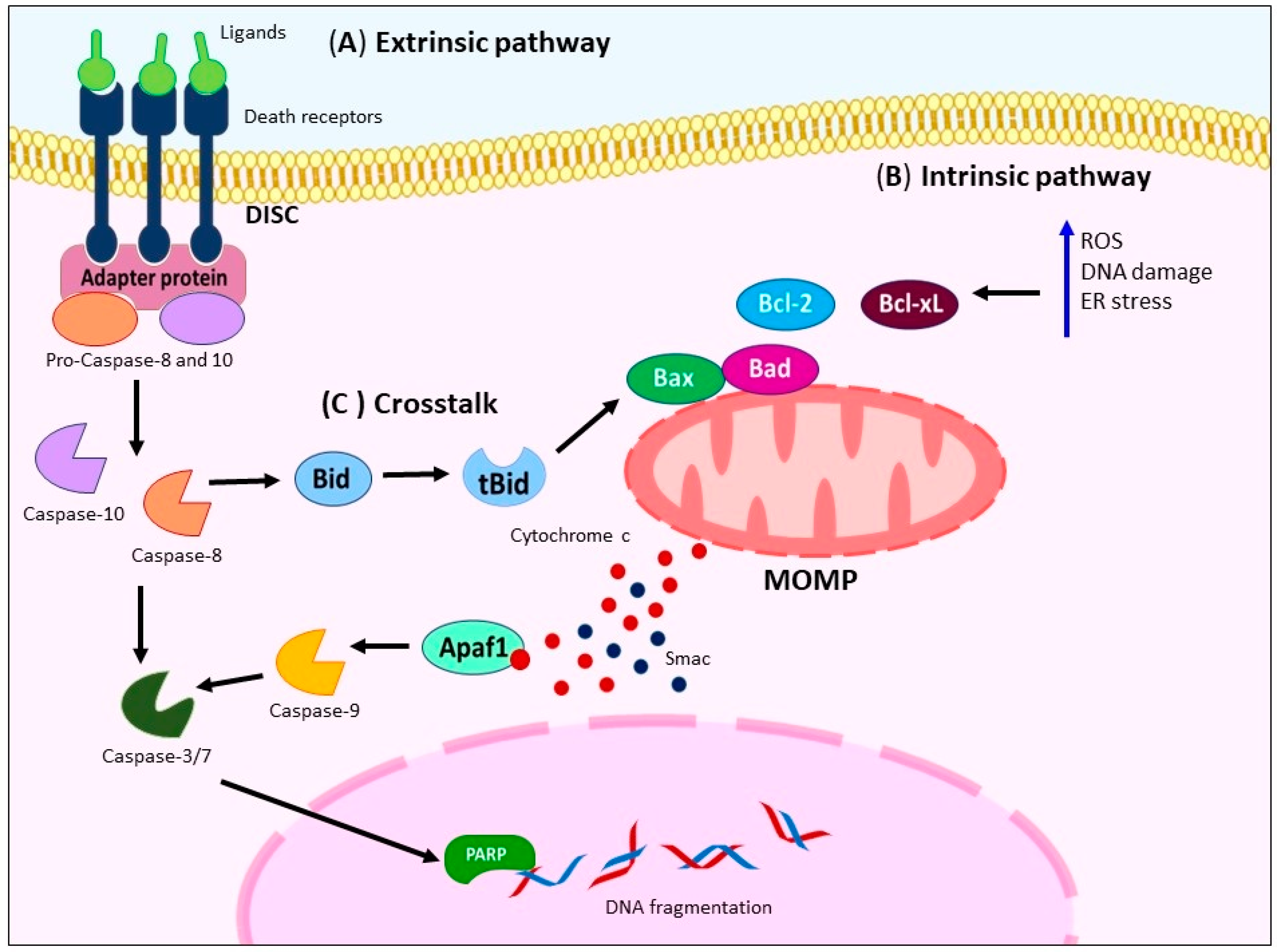 Ijms 24 11691 g001 Ijms 24 11691 g001