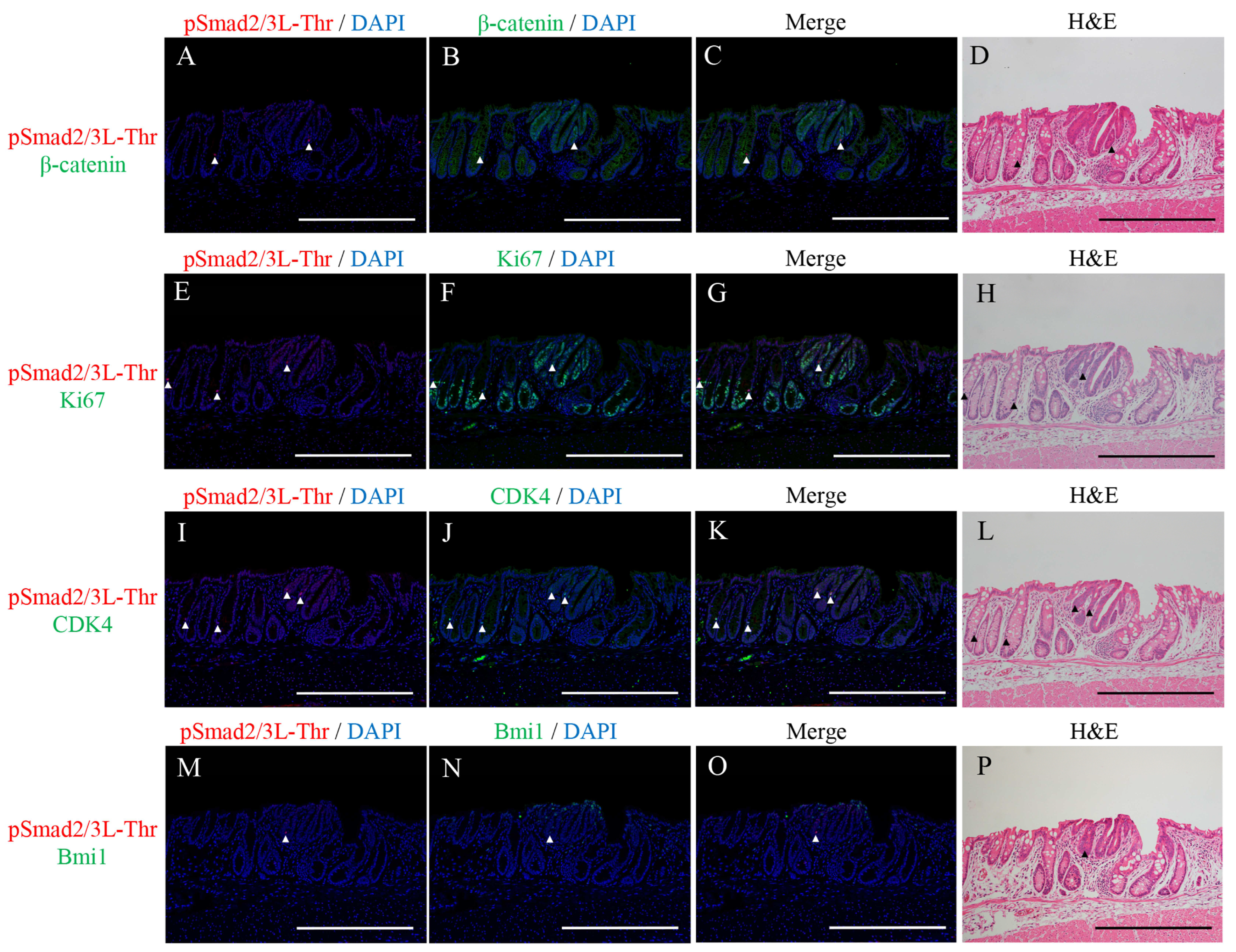 Ijms 24 11697 g002 Ijms 24 11697 g002
