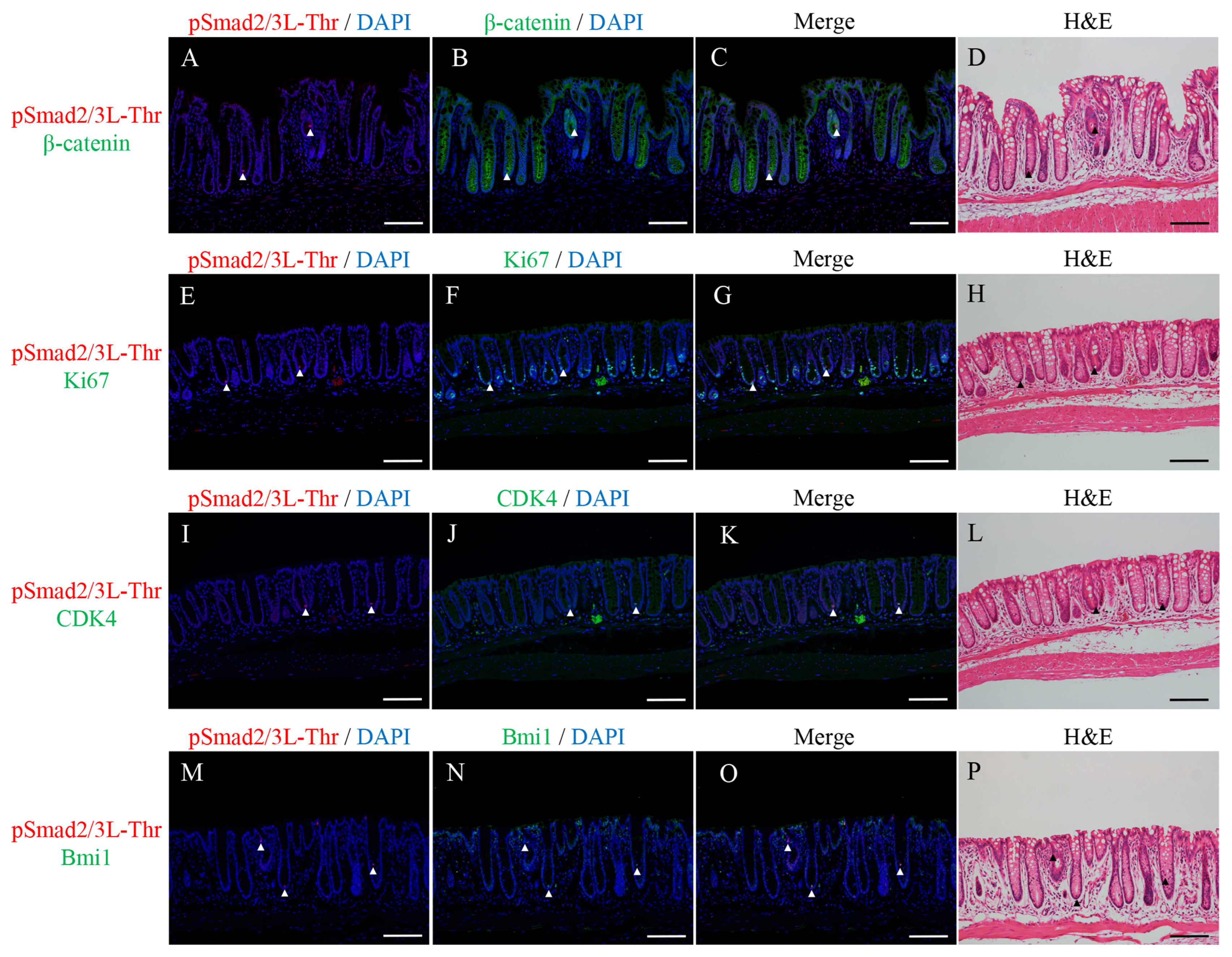 Ijms 24 11697 g006 Ijms 24 11697 g006