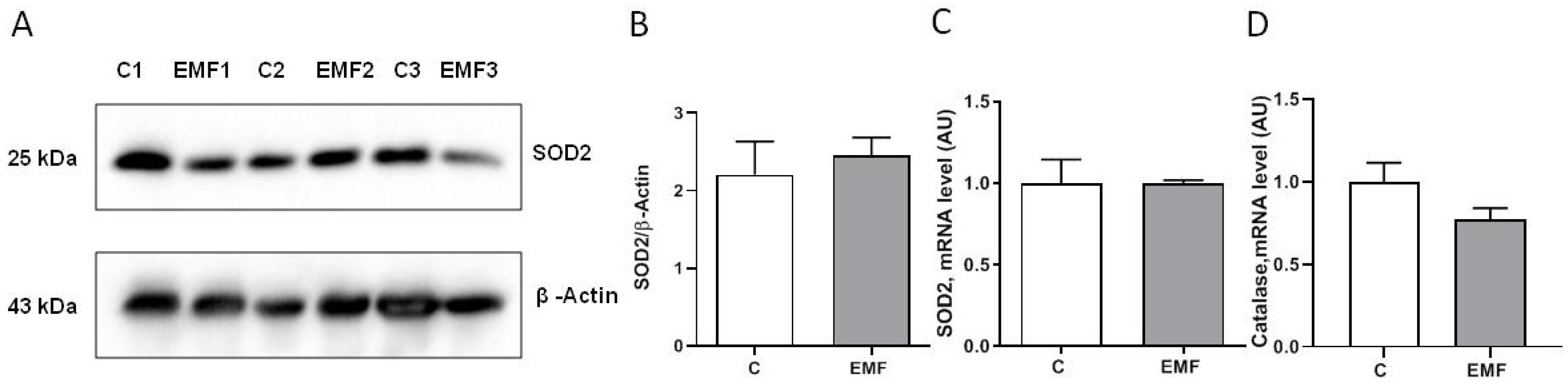 Ijms 24 11709 g004 Ijms 24 11709 g004