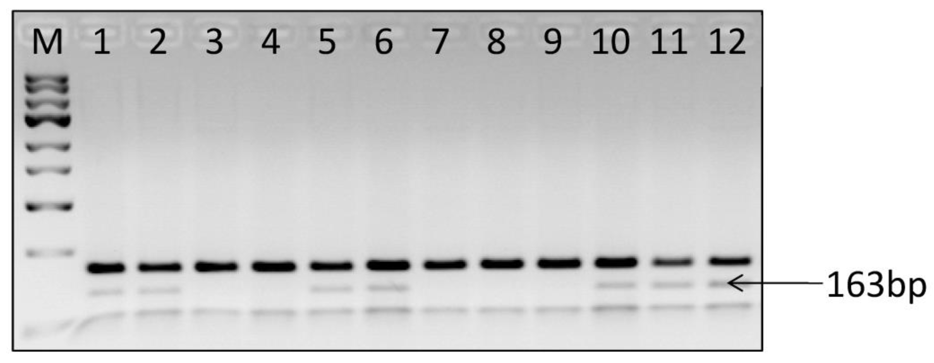 Ijms 24 11716 g002