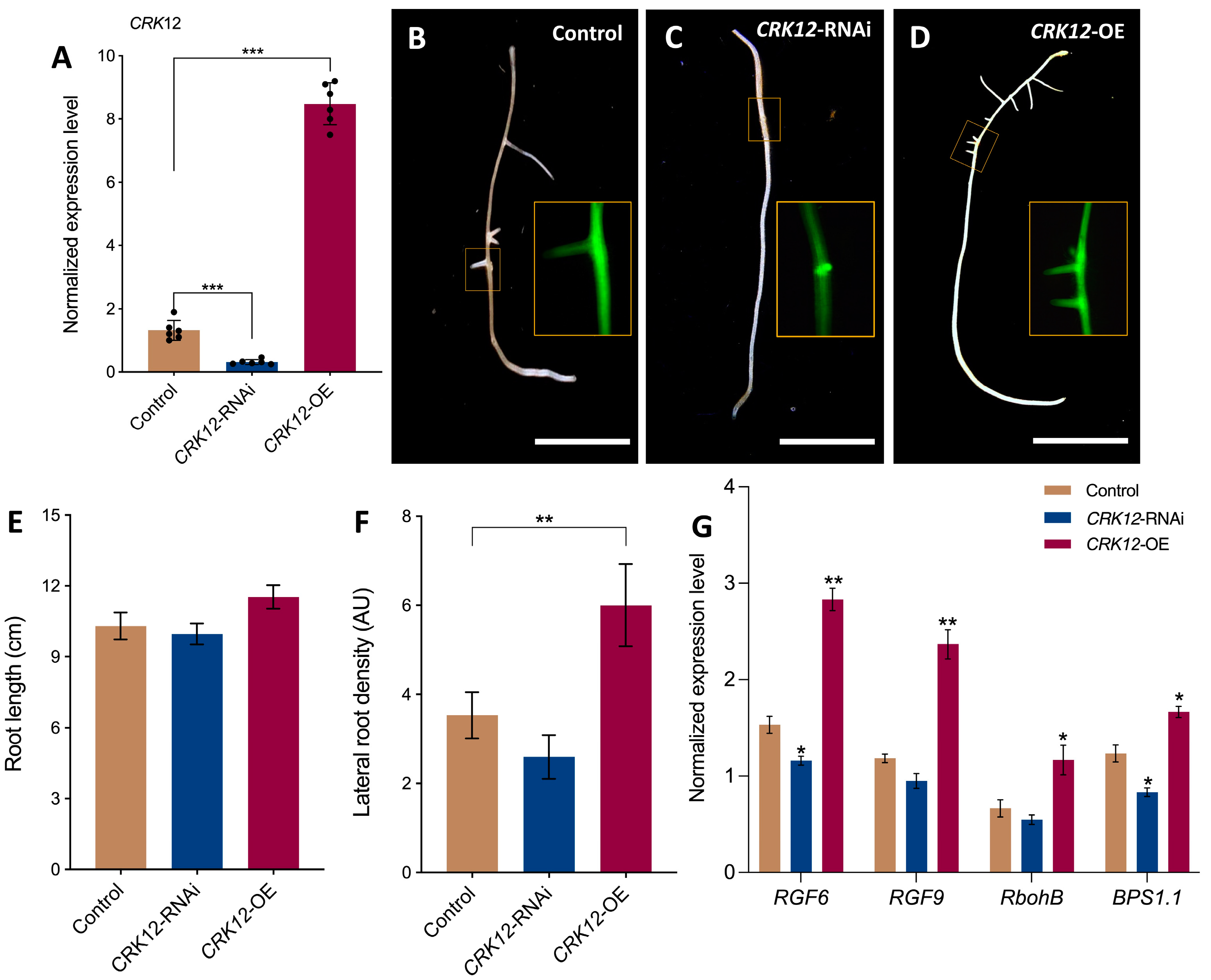 Ijms 24 11720 g004 Ijms 24 11720 g004