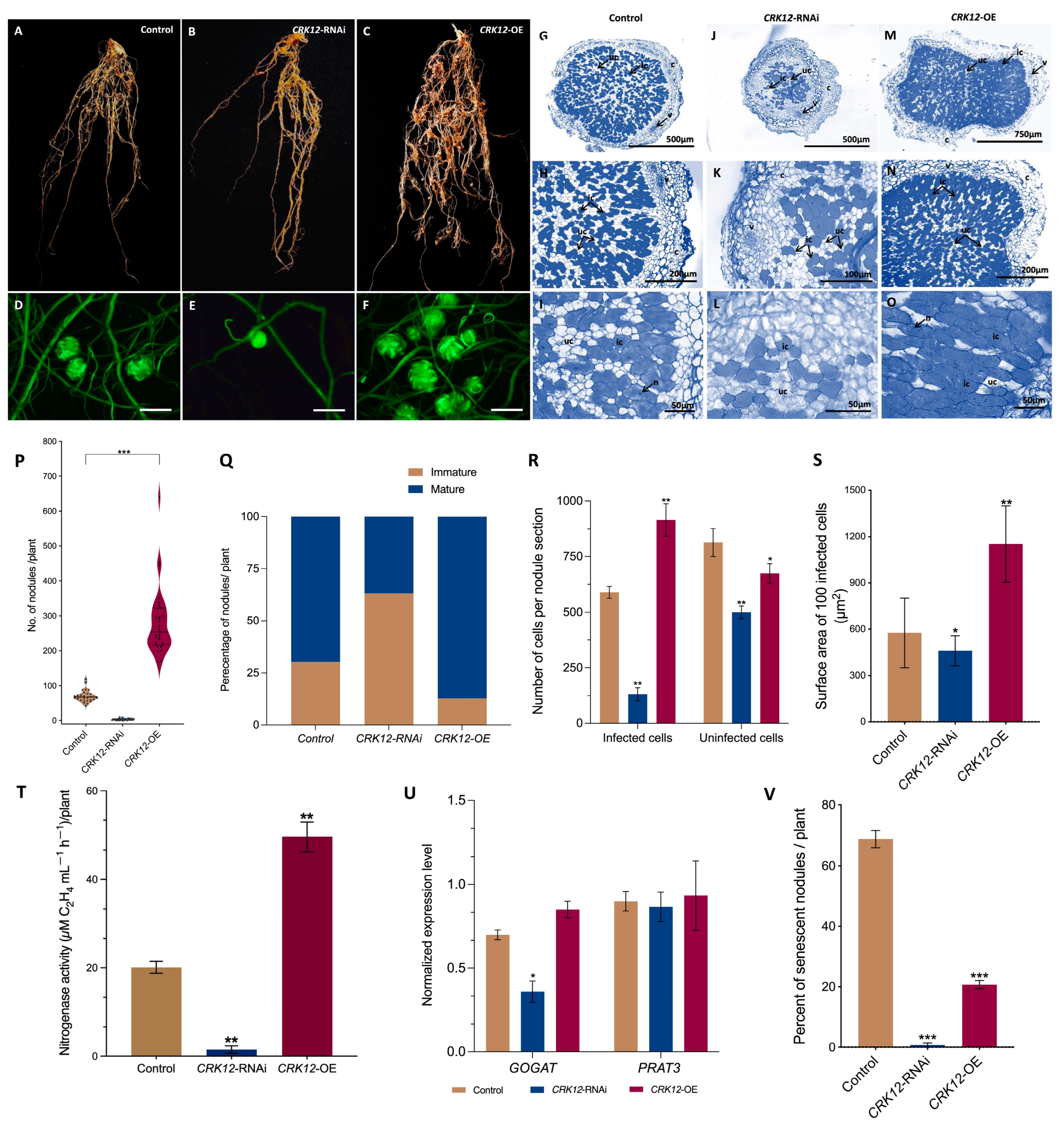 Ijms 24 11720 g007 Ijms 24 11720 g007