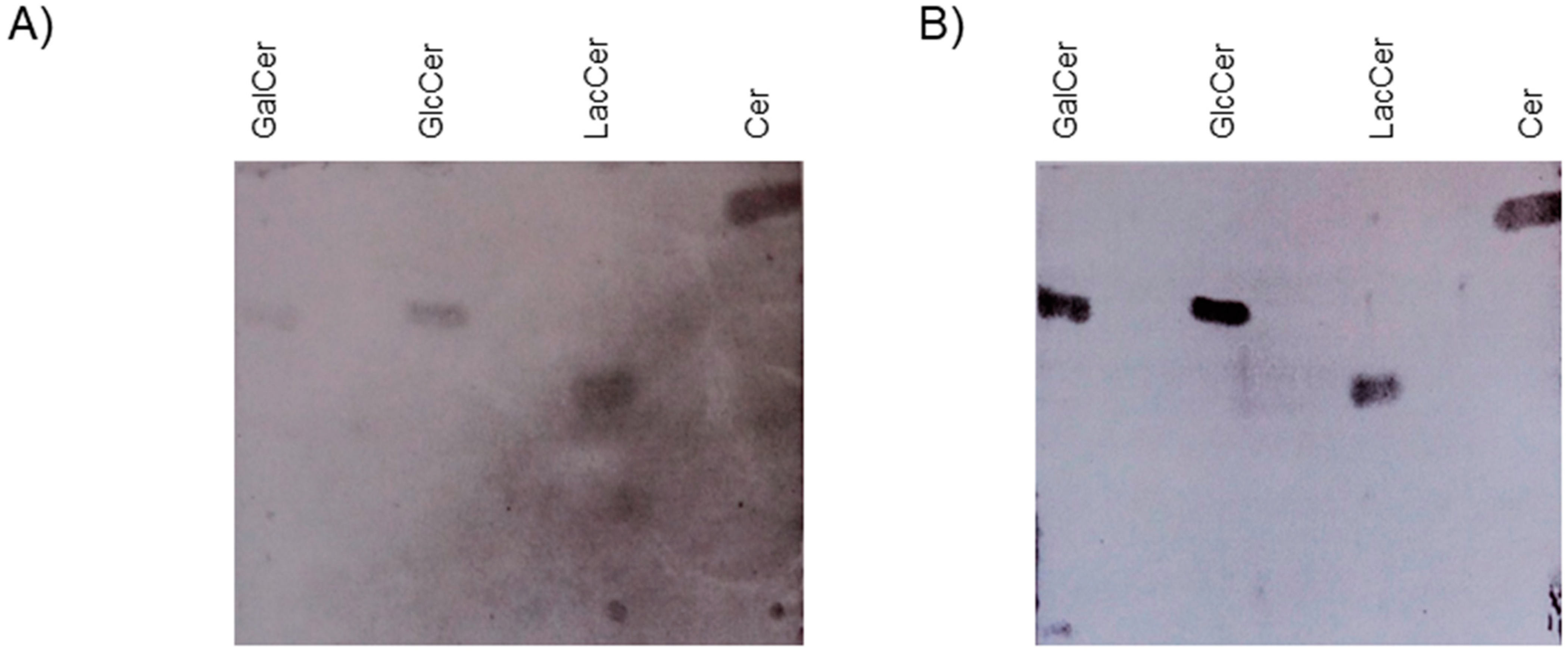 Ijms 24 11730 g001 Ijms 24 11730 g001