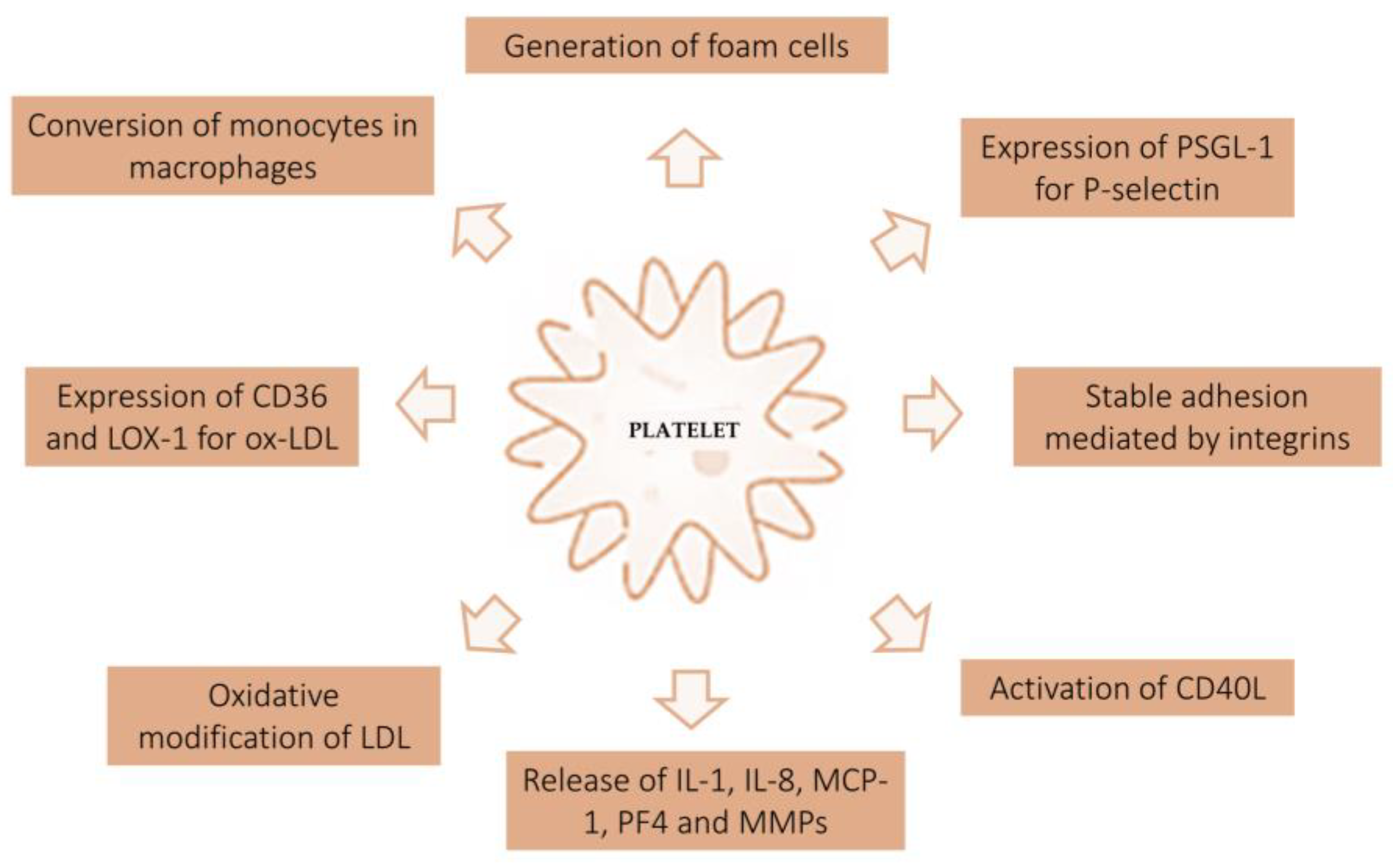 Ijms 24 11739 g003 Ijms 24 11739 g003