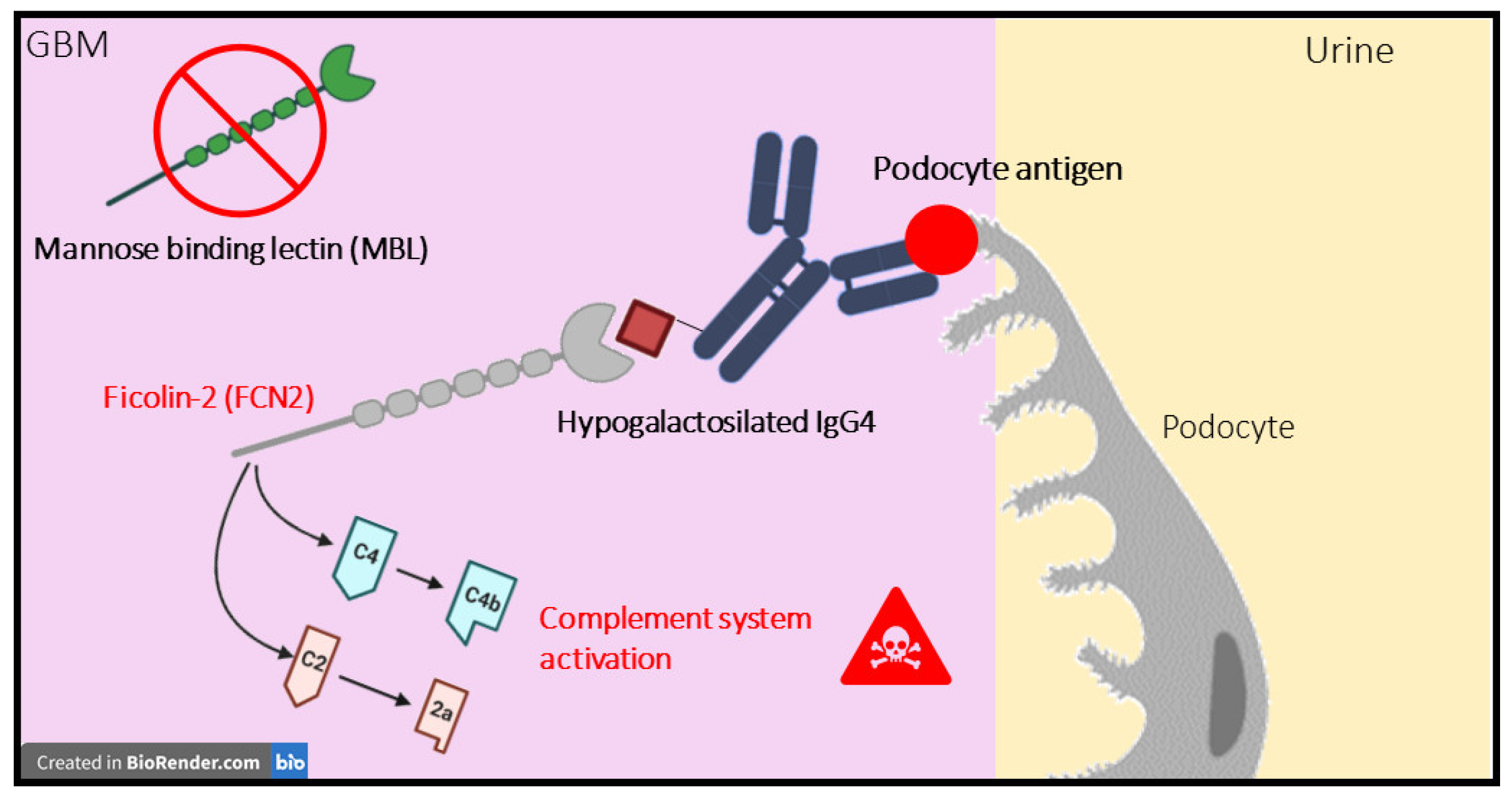 Ijms 24 11756 g007 Ijms 24 11756 g007