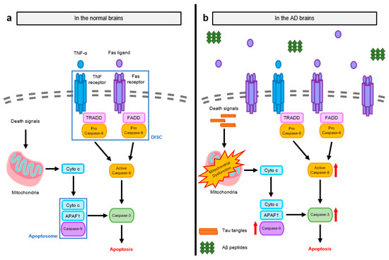 The Molecular Mechanisms of Neuroinflammation in Alzheimer’s Disease ...