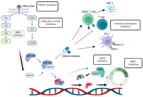 CDK4/6 Inhibitor Resistance in Hormone Receptor-Positive Metastatic ...
