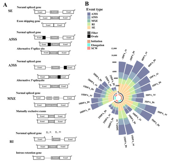 Alternative Splicing during Fiber Development in G. hirsutum