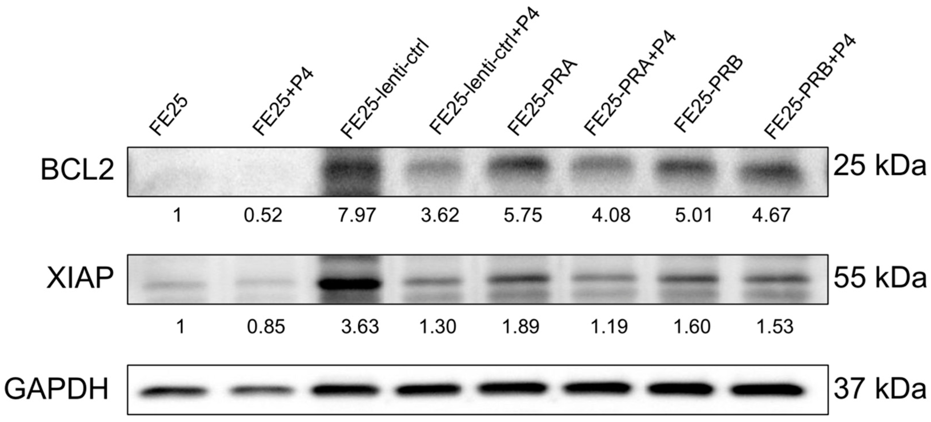 Ijms 24 11823 g009 Ijms 24 11823 g009
