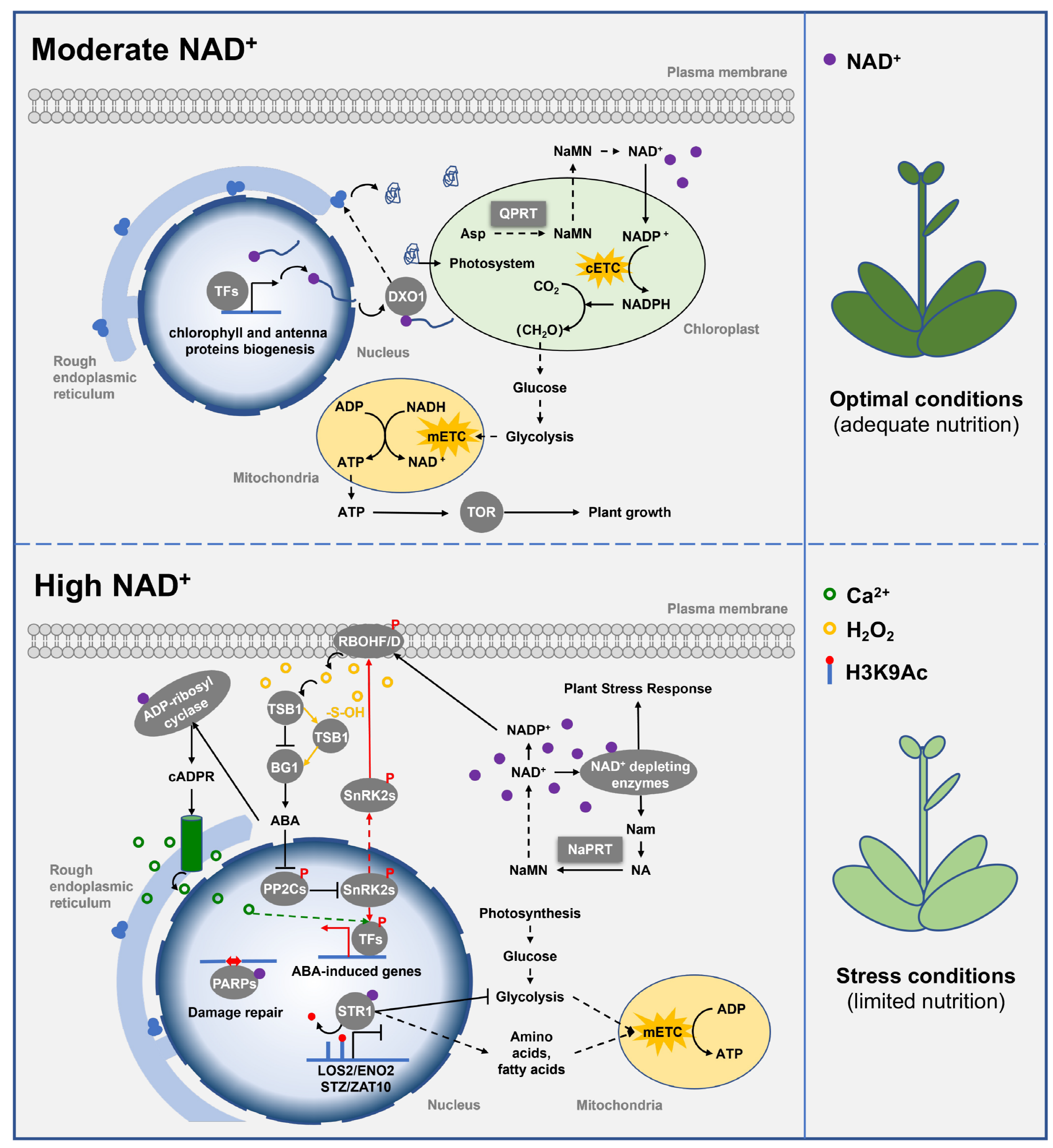 Ijms 24 11828 g003 Ijms 24 11828 g003