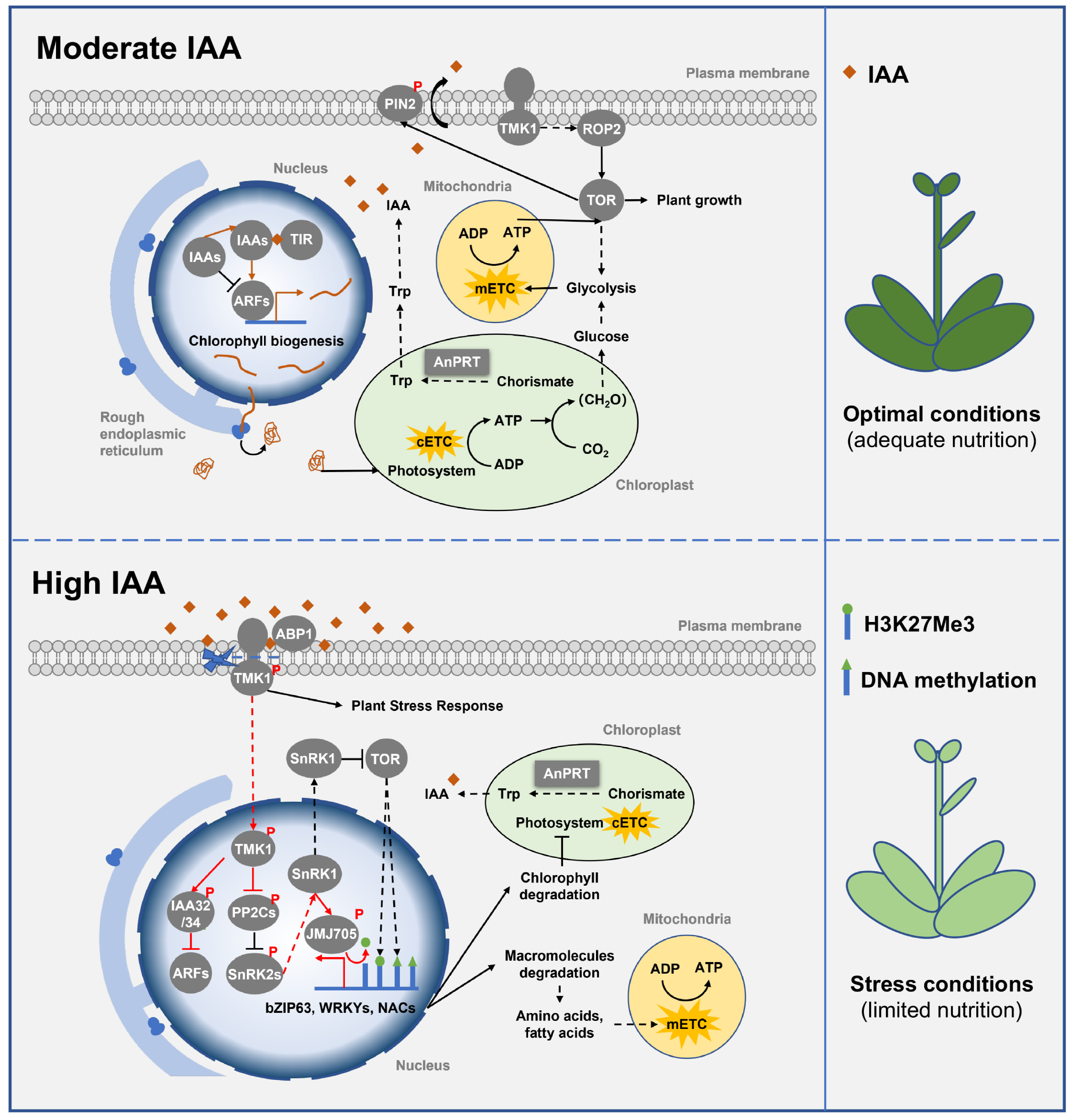 Ijms 24 11828 g004 Ijms 24 11828 g004