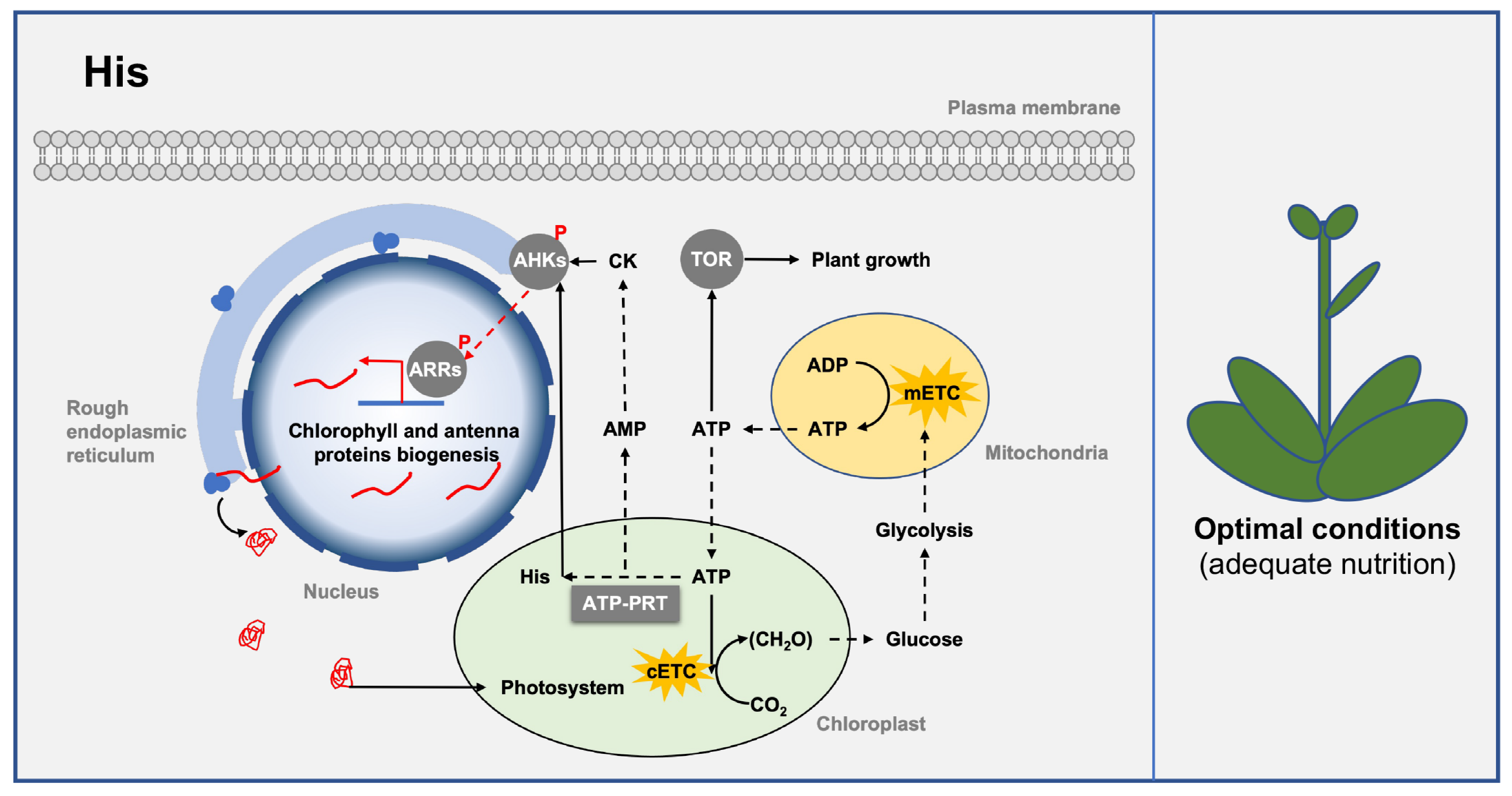 Ijms 24 11828 g005 Ijms 24 11828 g005