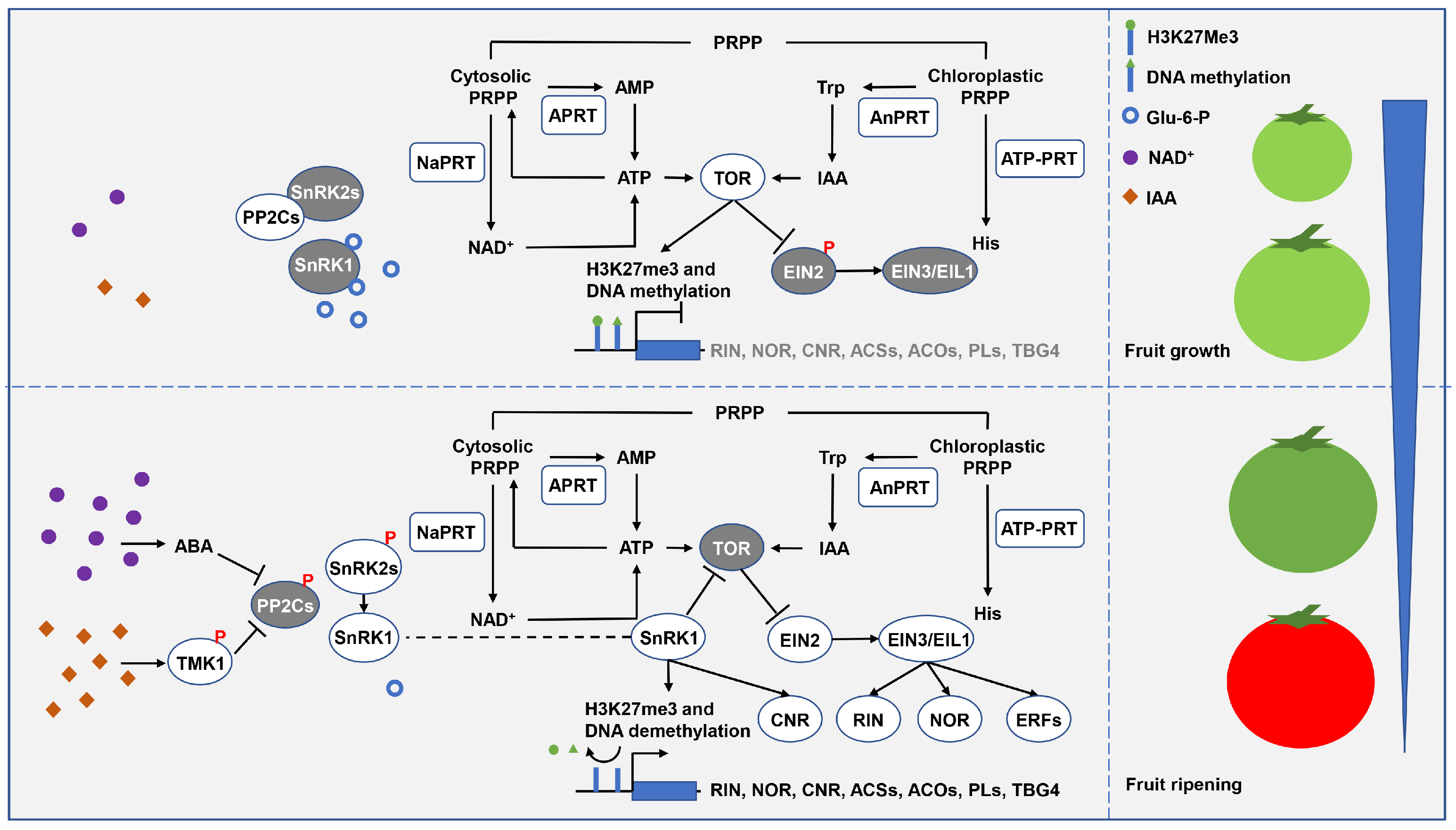 Ijms 24 11828 g007 Ijms 24 11828 g007
