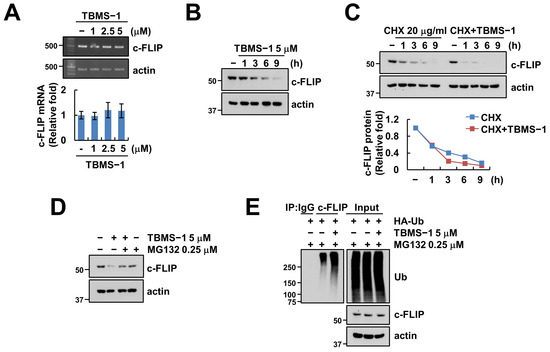 Tubeimoside-1 Enhances TRAIL-Induced Apoptotic Cell Death