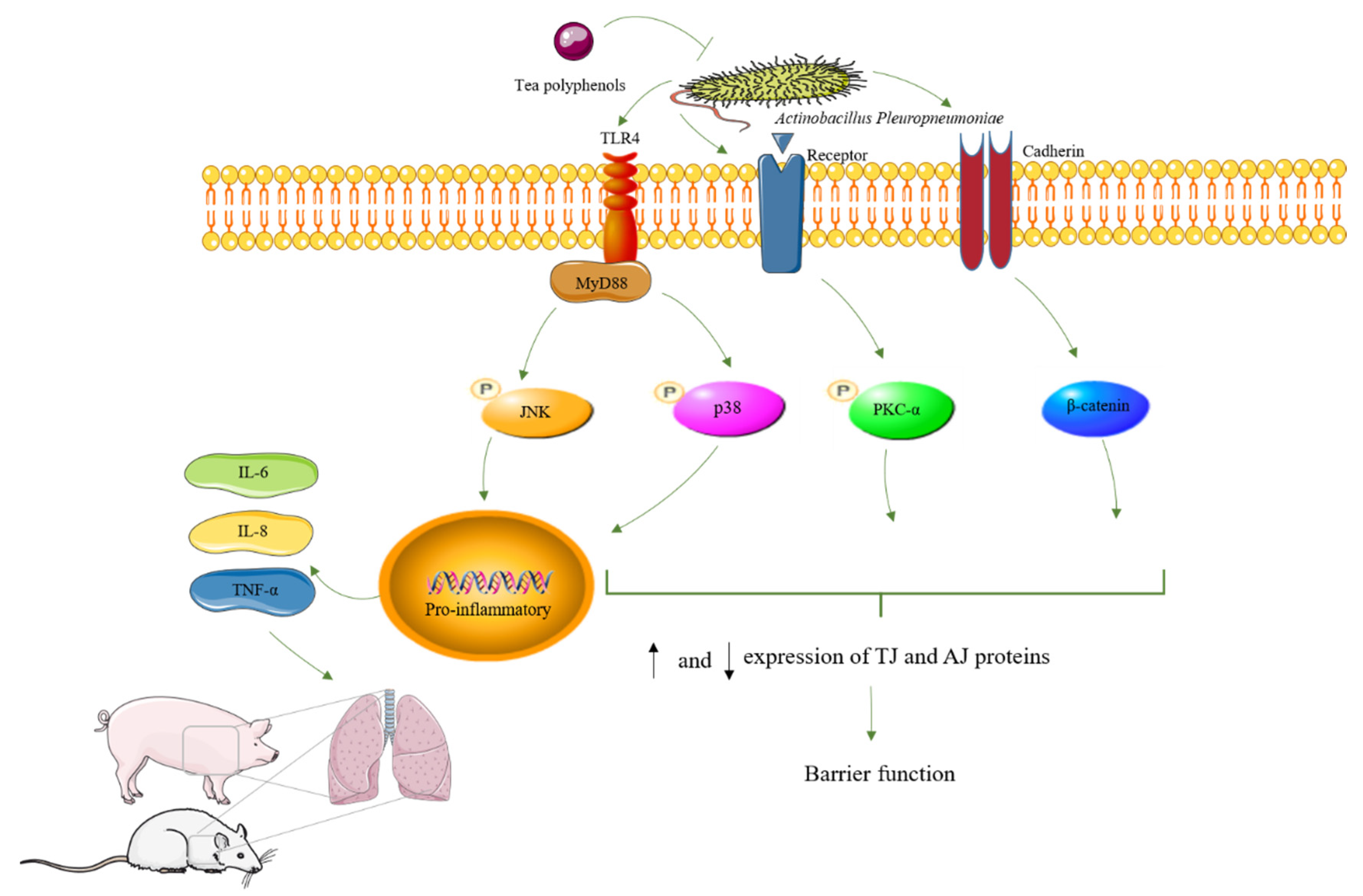 Ijms 24 11842 g006 Ijms 24 11842 g006