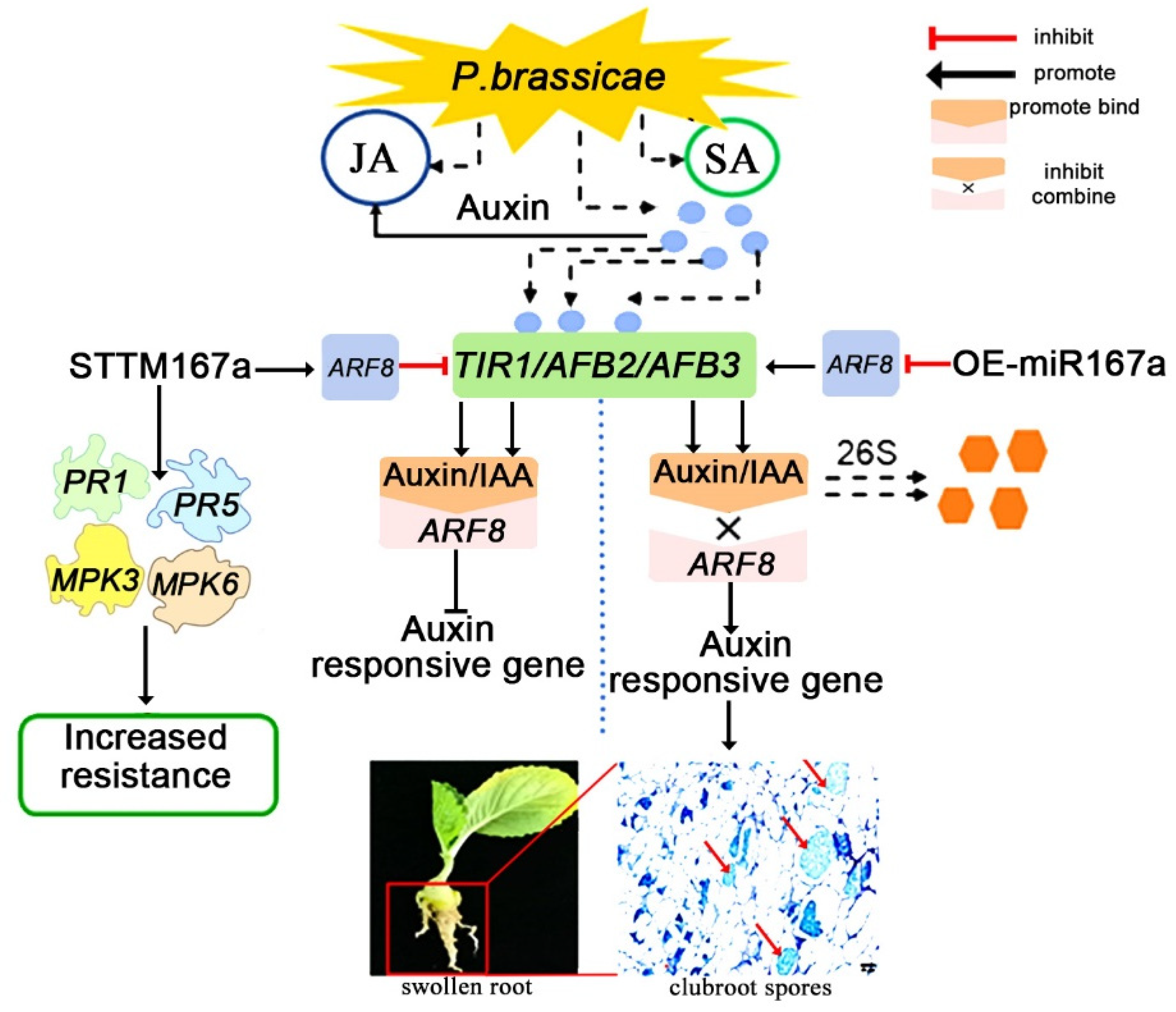 Ijms 24 11850 g008 Ijms 24 11850 g008