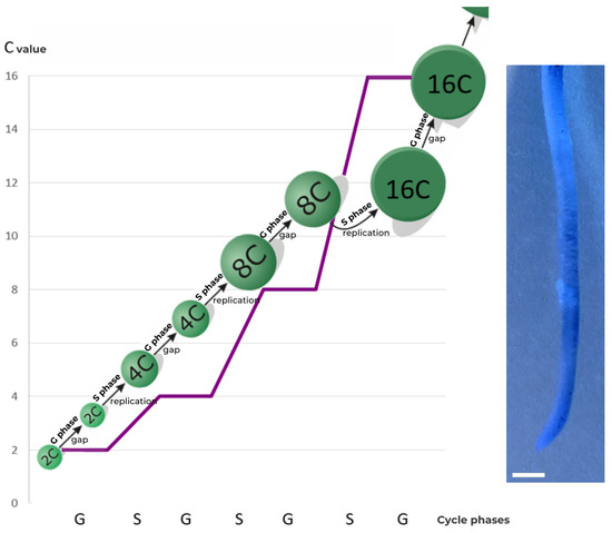 Endoreplication—Why Are We Not Using Its Full Application Potential? Biology Diagrams
