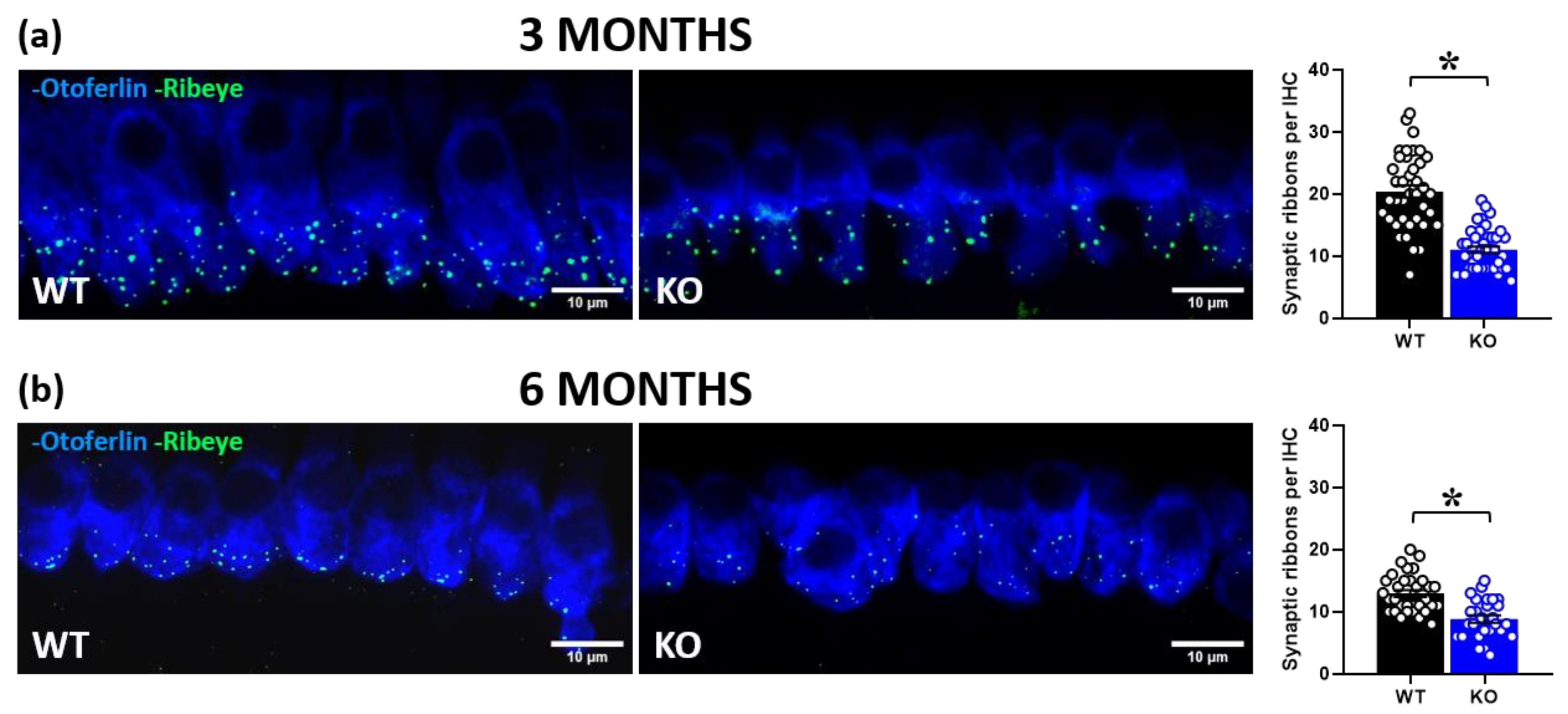 Ijms 24 11863 g004 Ijms 24 11863 g004
