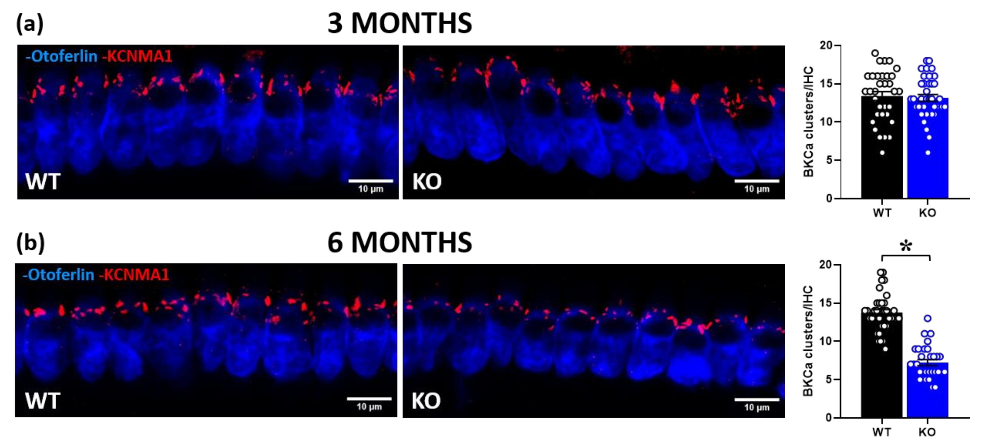 Ijms 24 11863 g005 Ijms 24 11863 g005