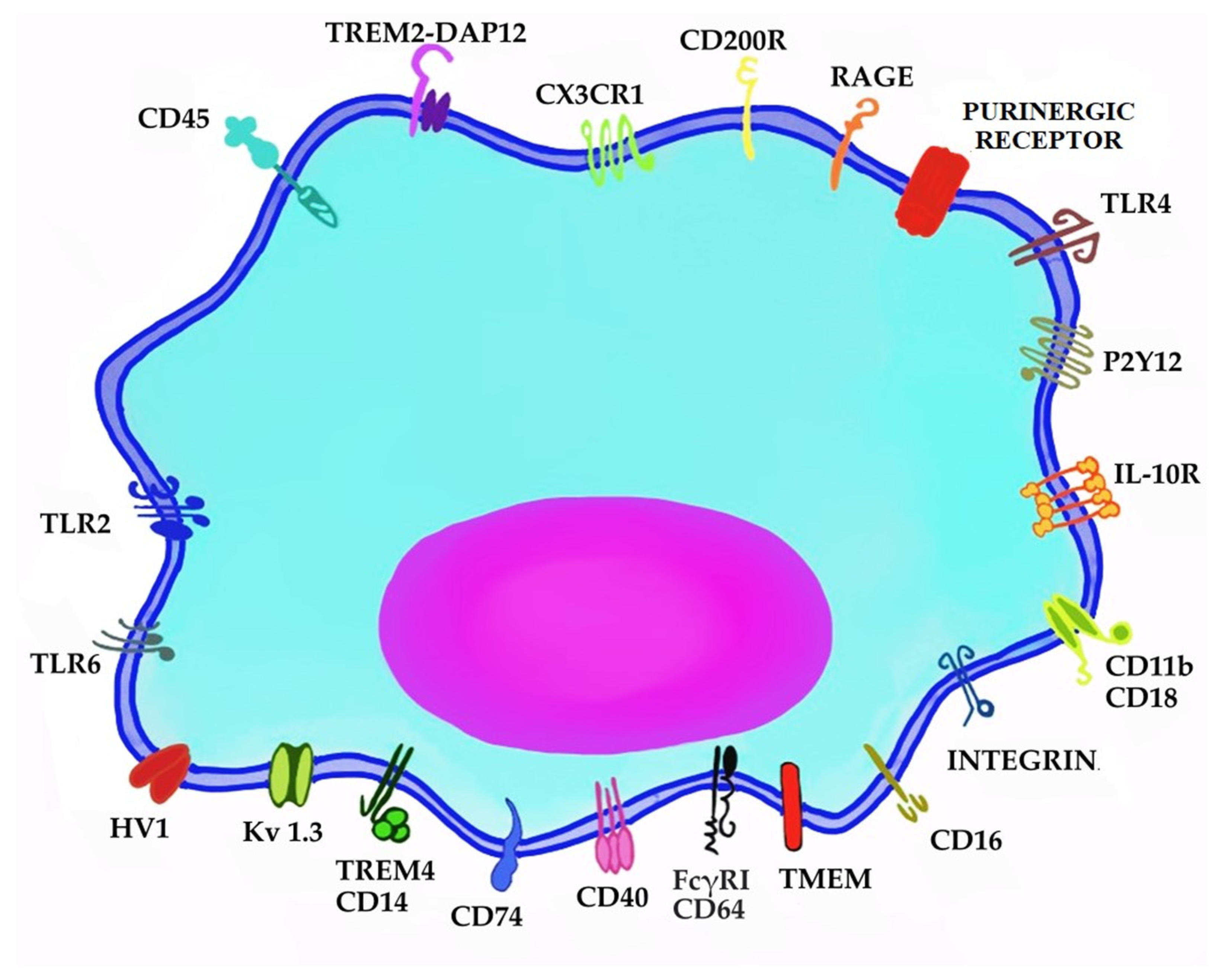Ijms 24 11892 g001 Ijms 24 11892 g001