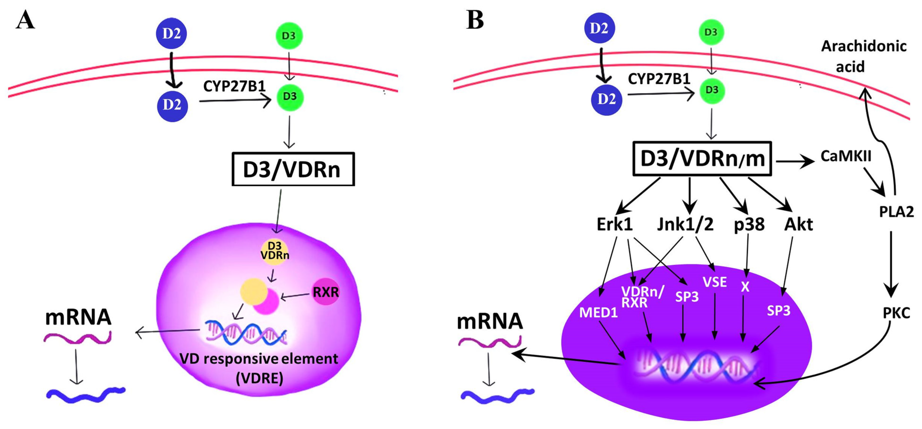 Ijms 24 11892 g003 Ijms 24 11892 g003