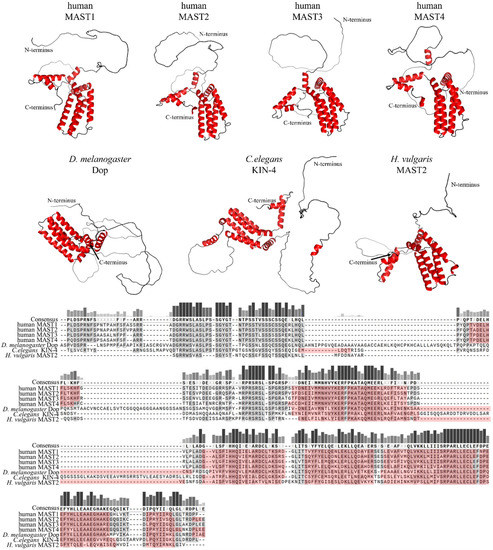 Microtubule-Associated Serine/Threonine (MAST) Kinases in