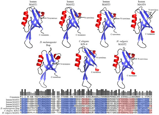 IJMS | Free Full-Text | Microtubule-Associated Serine/Threonine 