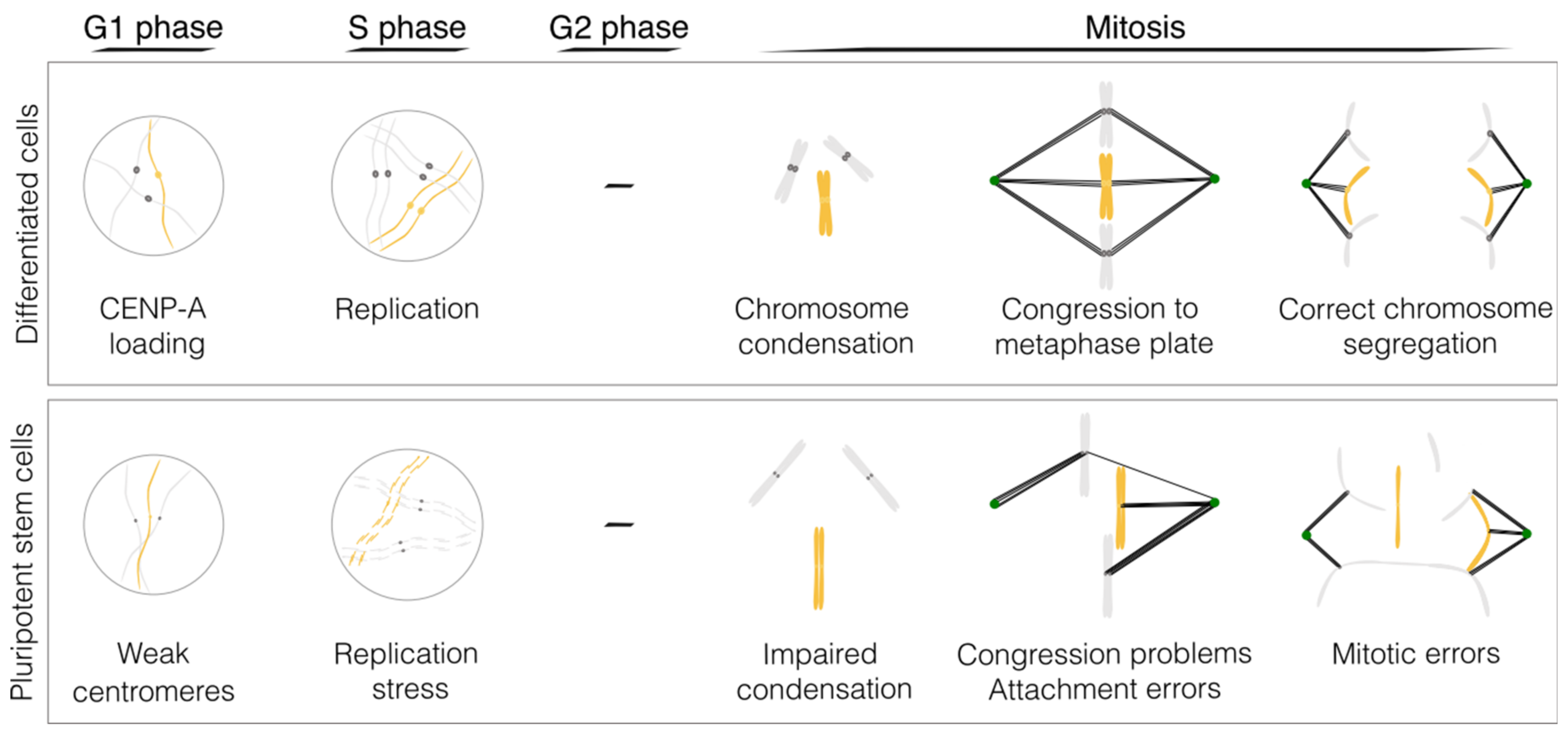 Mechanisms Underlying The Events Of Mitosis Biology Diagrams