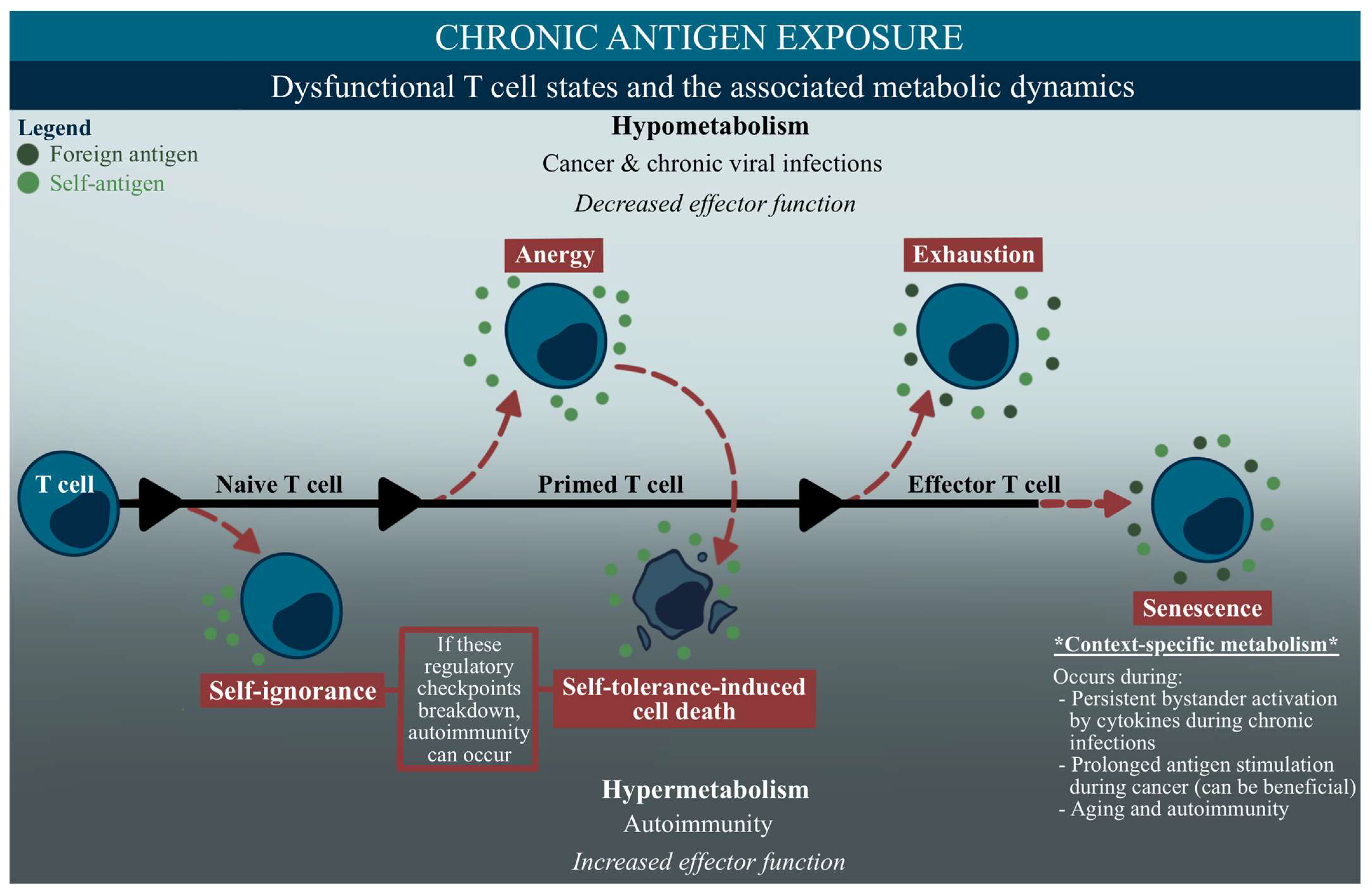 Ijms 24 11937 g003 Ijms 24 11937 g003