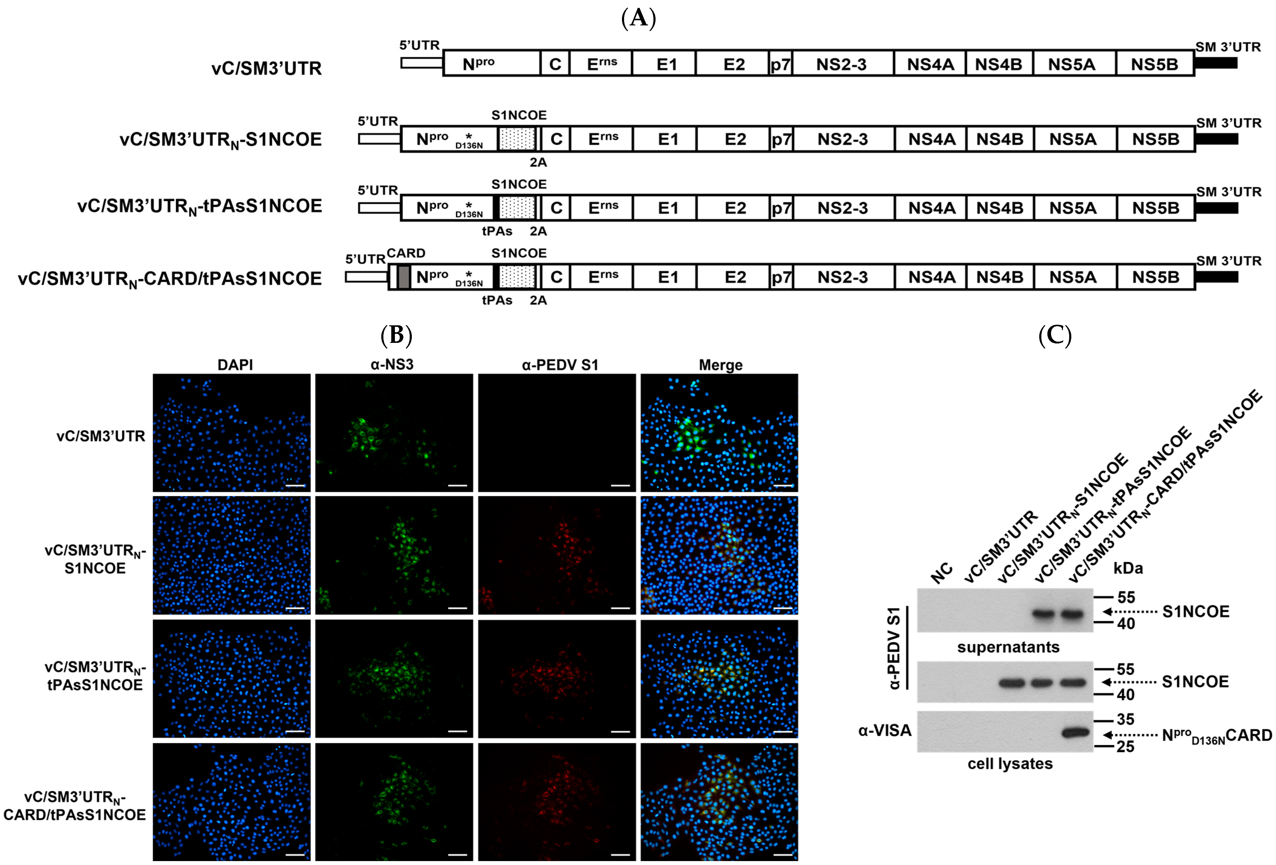 Ijms 24 11954 g003 Ijms 24 11954 g003