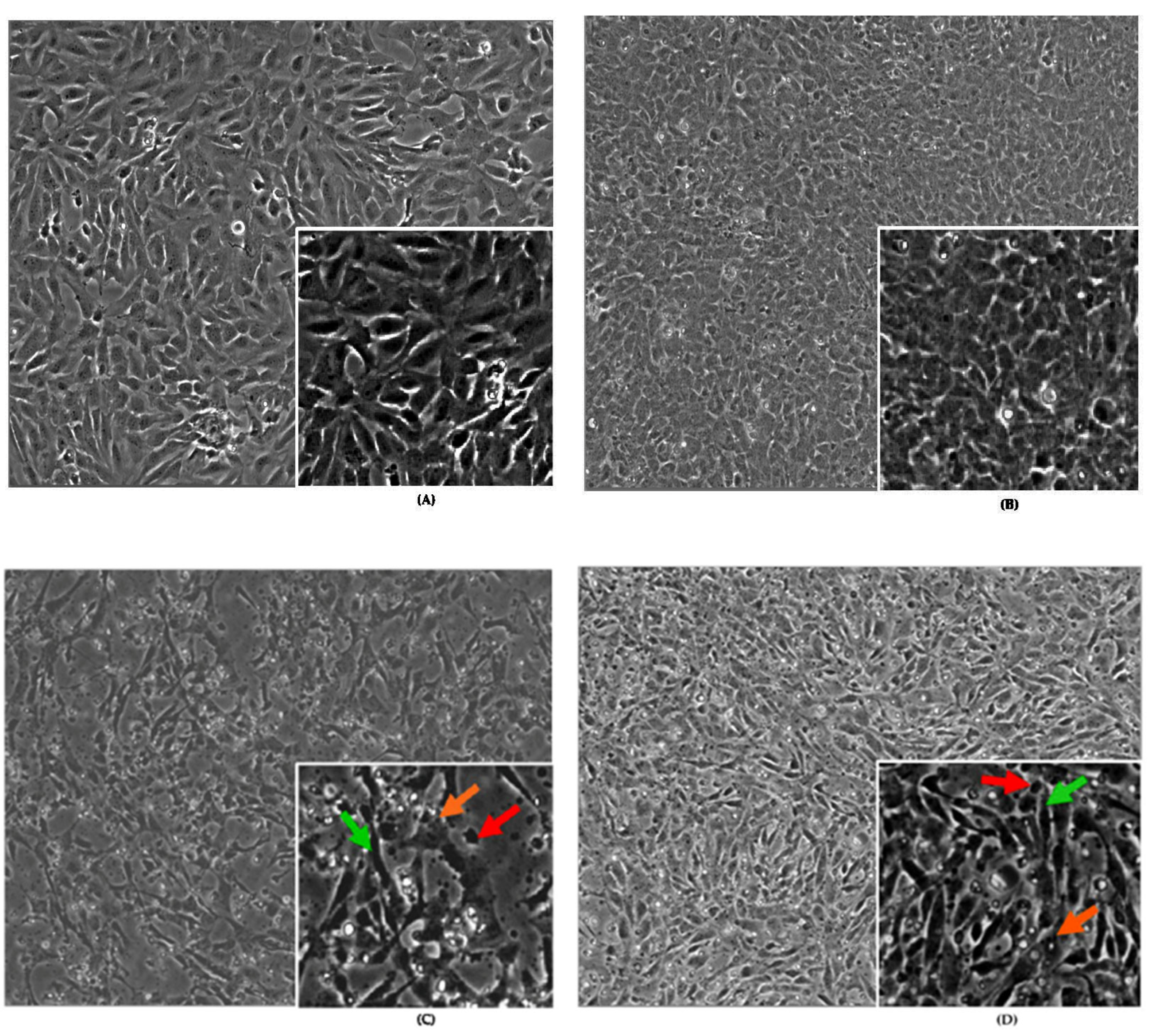 Ijms 24 11956 g001a Ijms 24 11956 g001a