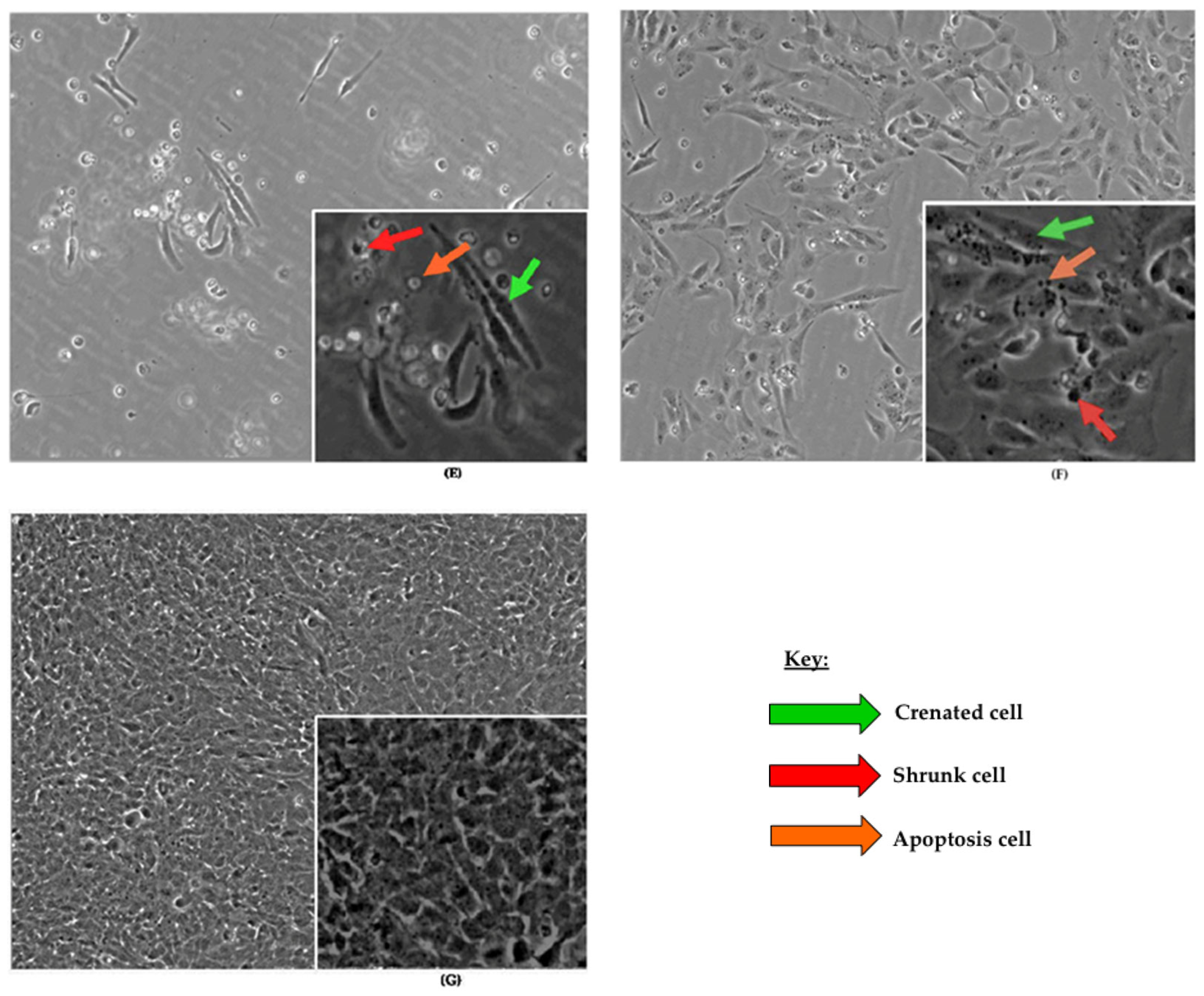 Ijms 24 11956 g001b Ijms 24 11956 g001b