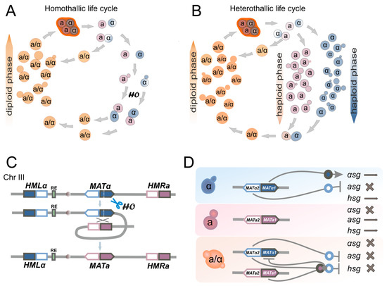 Genomic transformation and social organization during the Copper