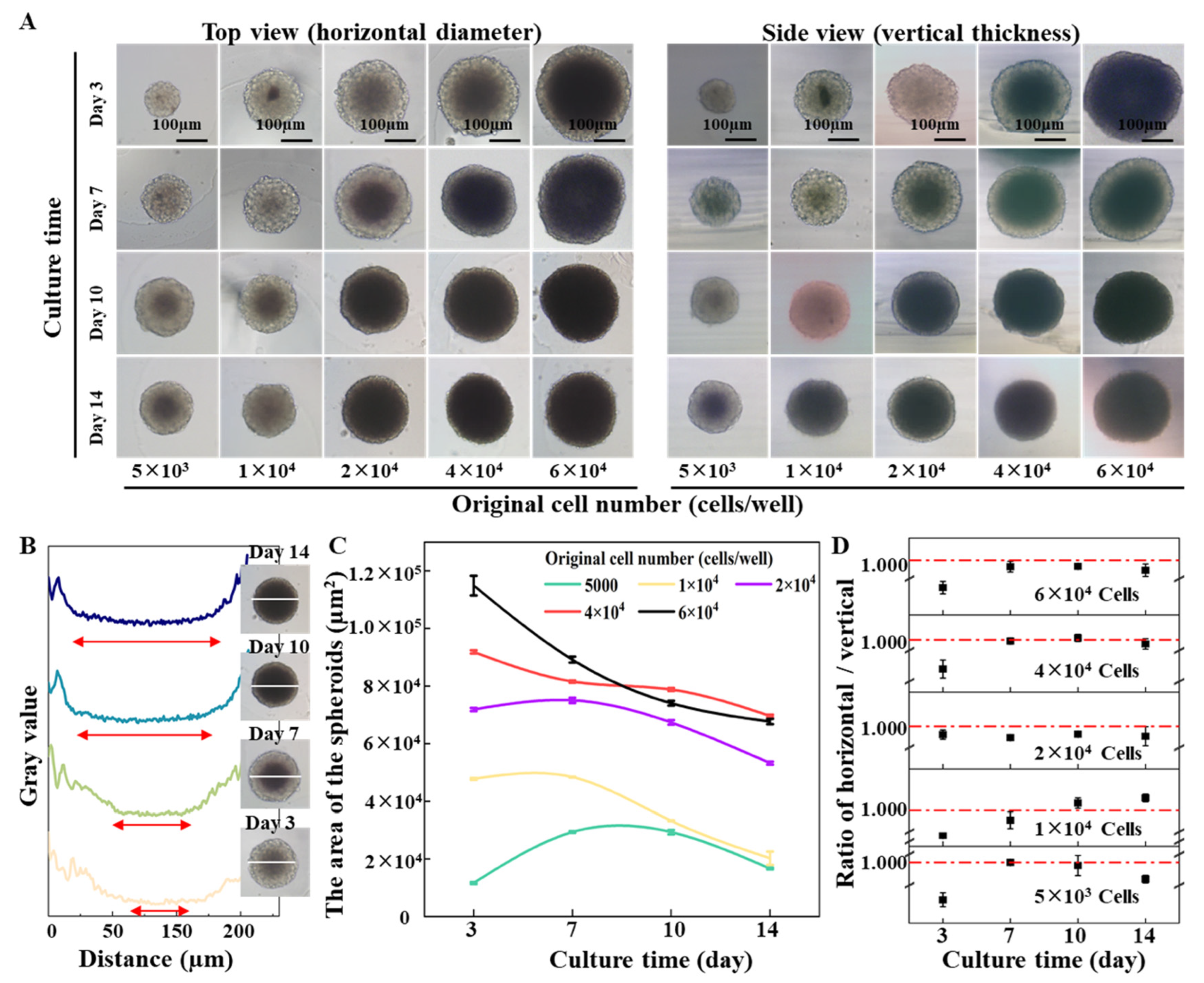 Ijms 24 11967 g004 Ijms 24 11967 g004