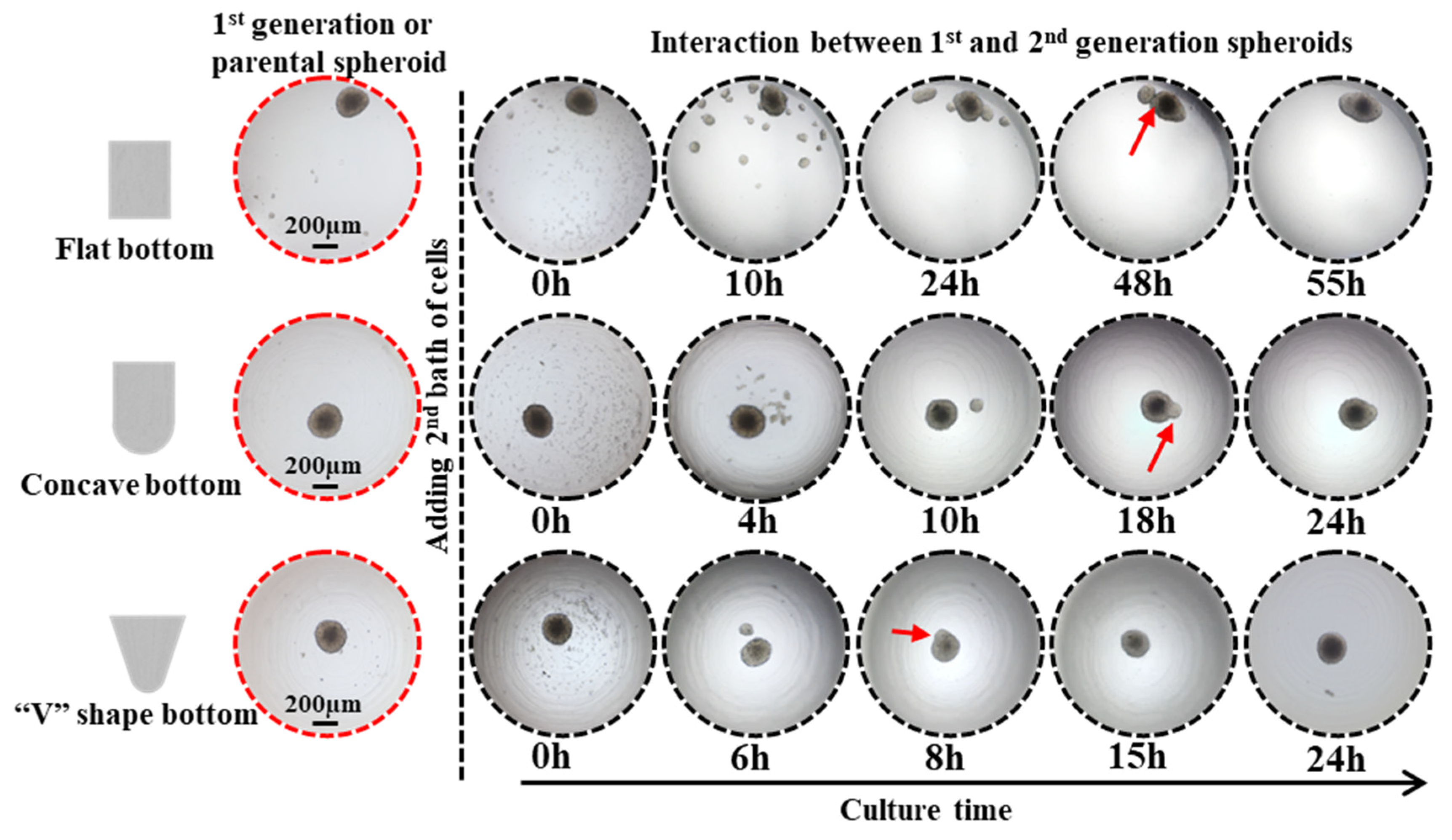 Ijms 24 11967 g005 Ijms 24 11967 g005