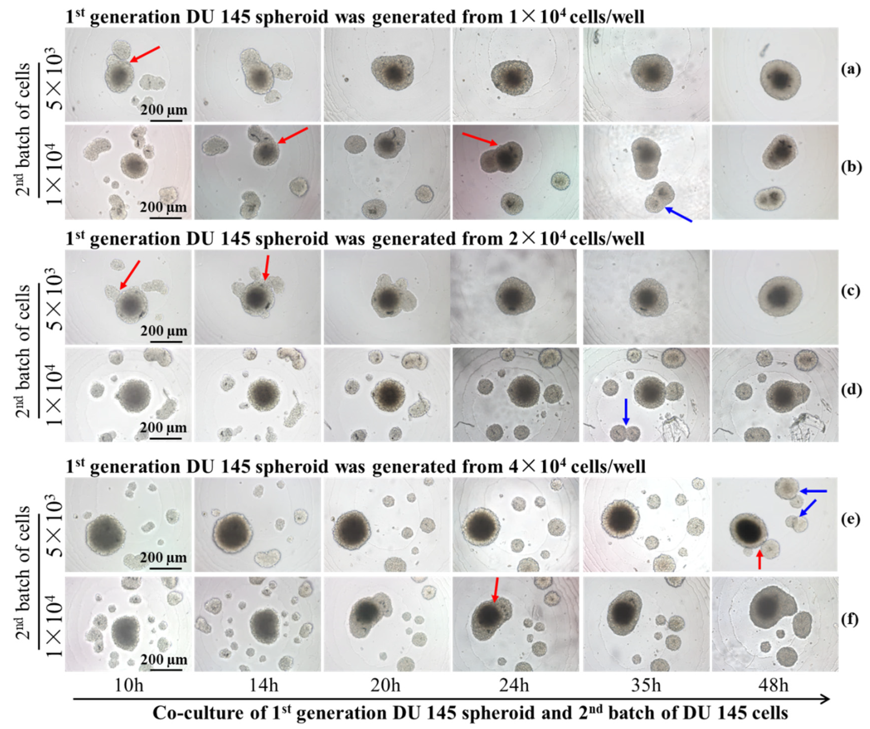 Ijms 24 11967 g006 Ijms 24 11967 g006