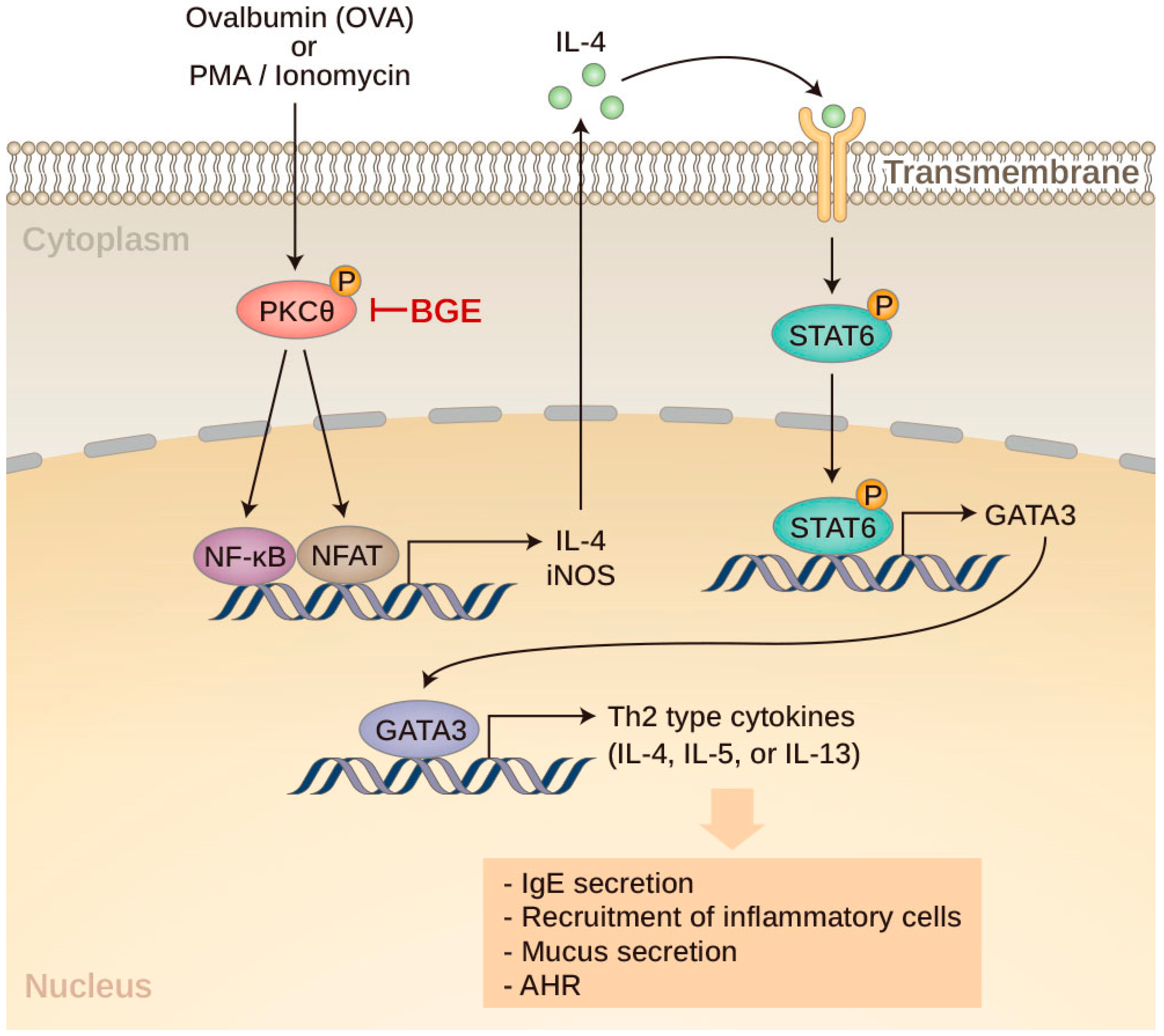 Ijms 24 11970 g001 Ijms 24 11970 g001