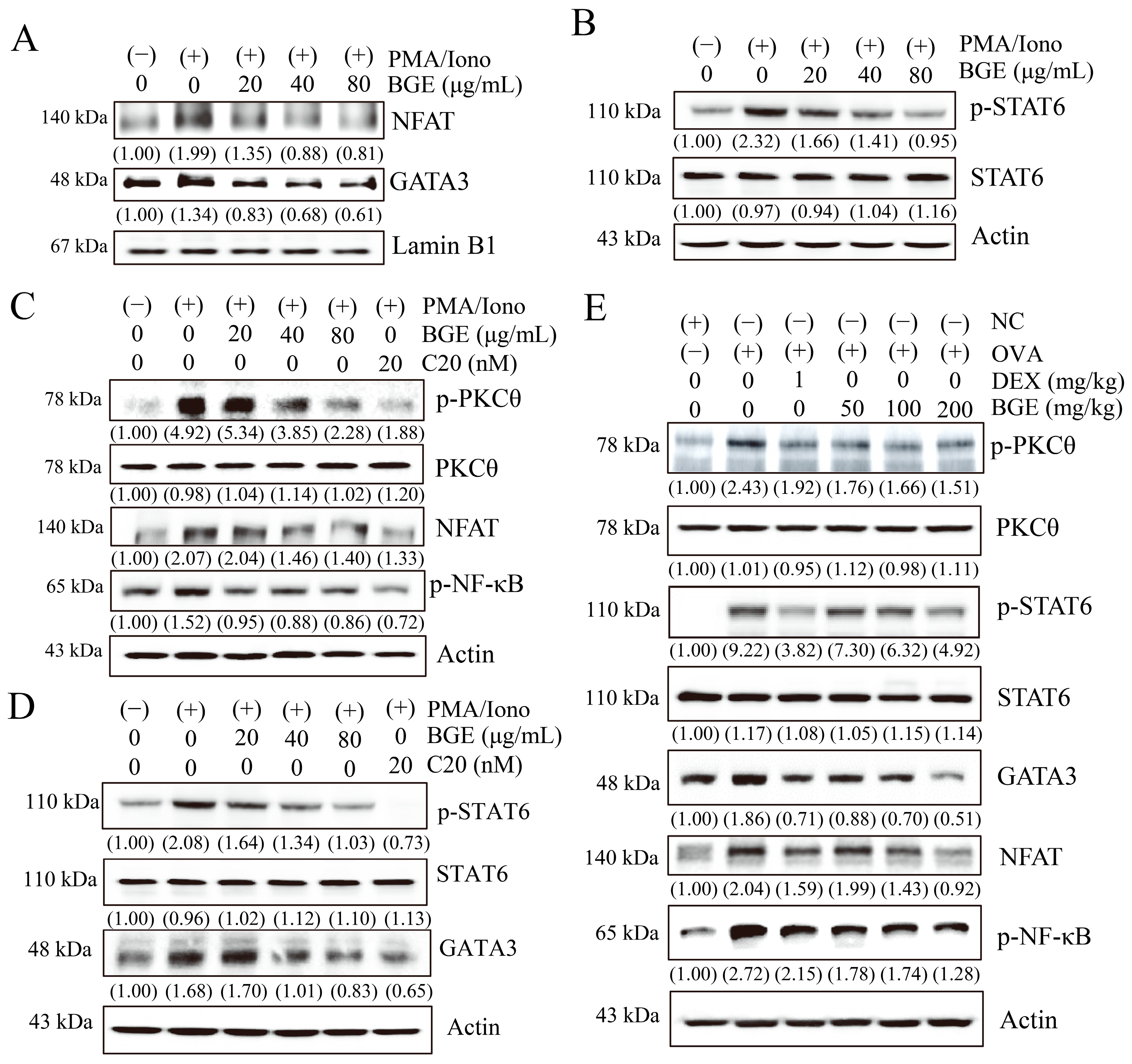Ijms 24 11970 g005 Ijms 24 11970 g005