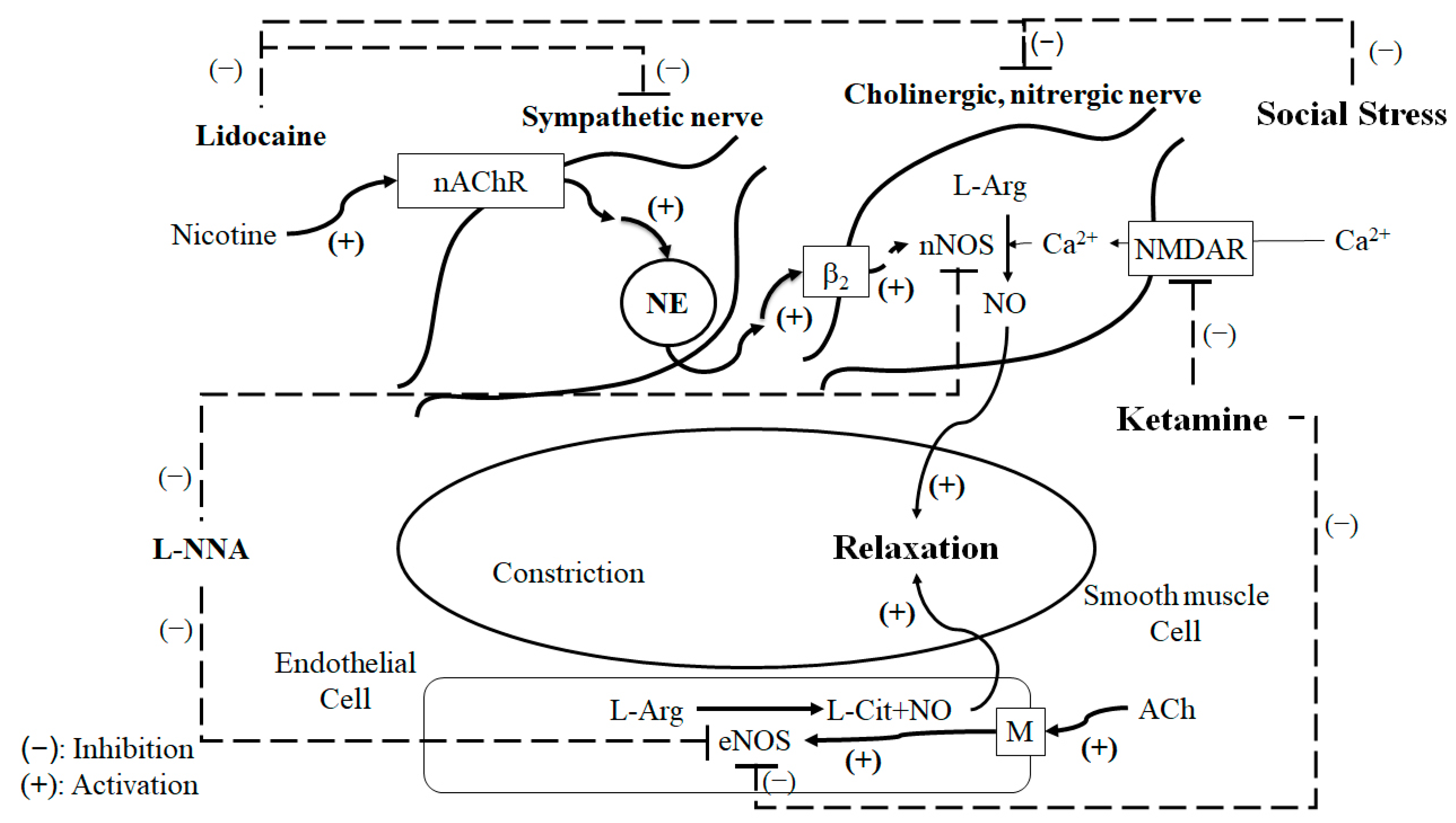 Ijms 24 11973 g006 Ijms 24 11973 g006