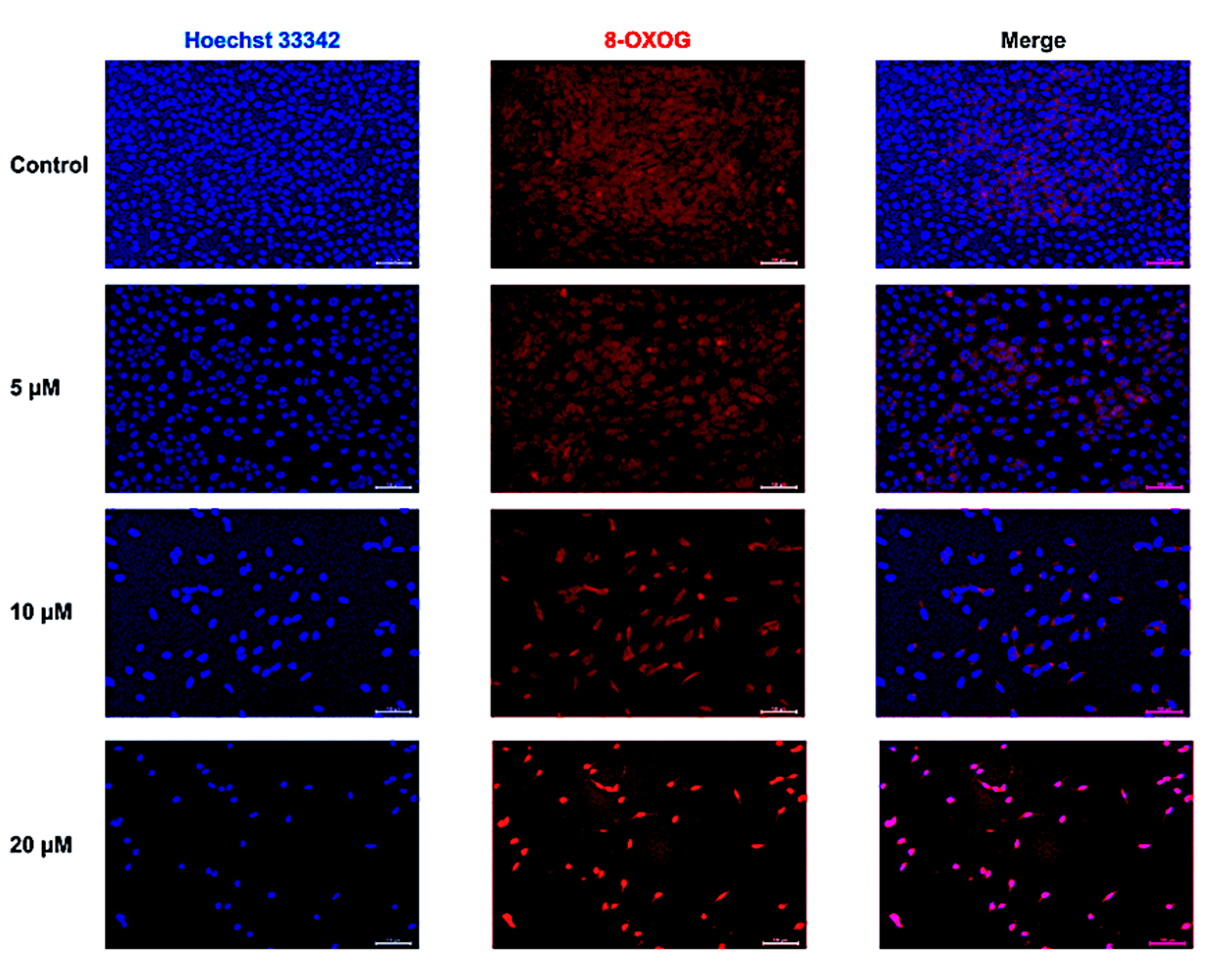 Ijms 24 11975 g003 Ijms 24 11975 g003