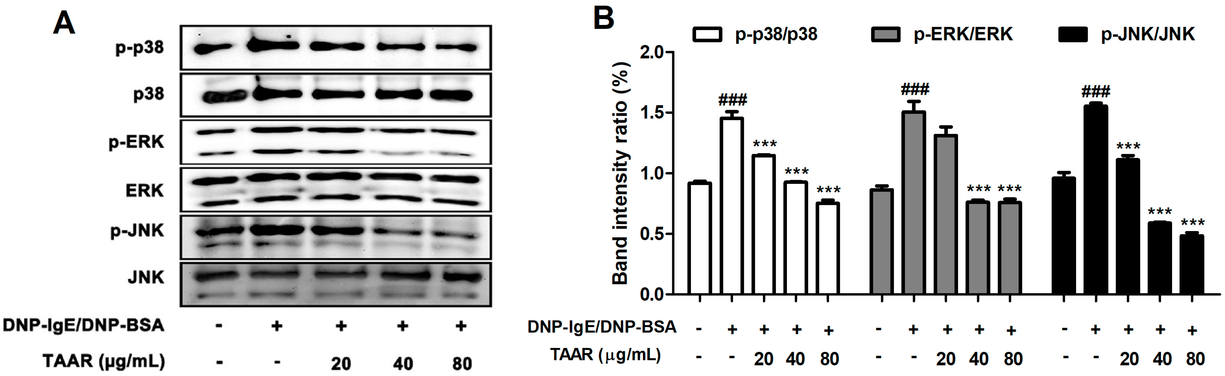 Ijms 24 11979 g005 Ijms 24 11979 g005