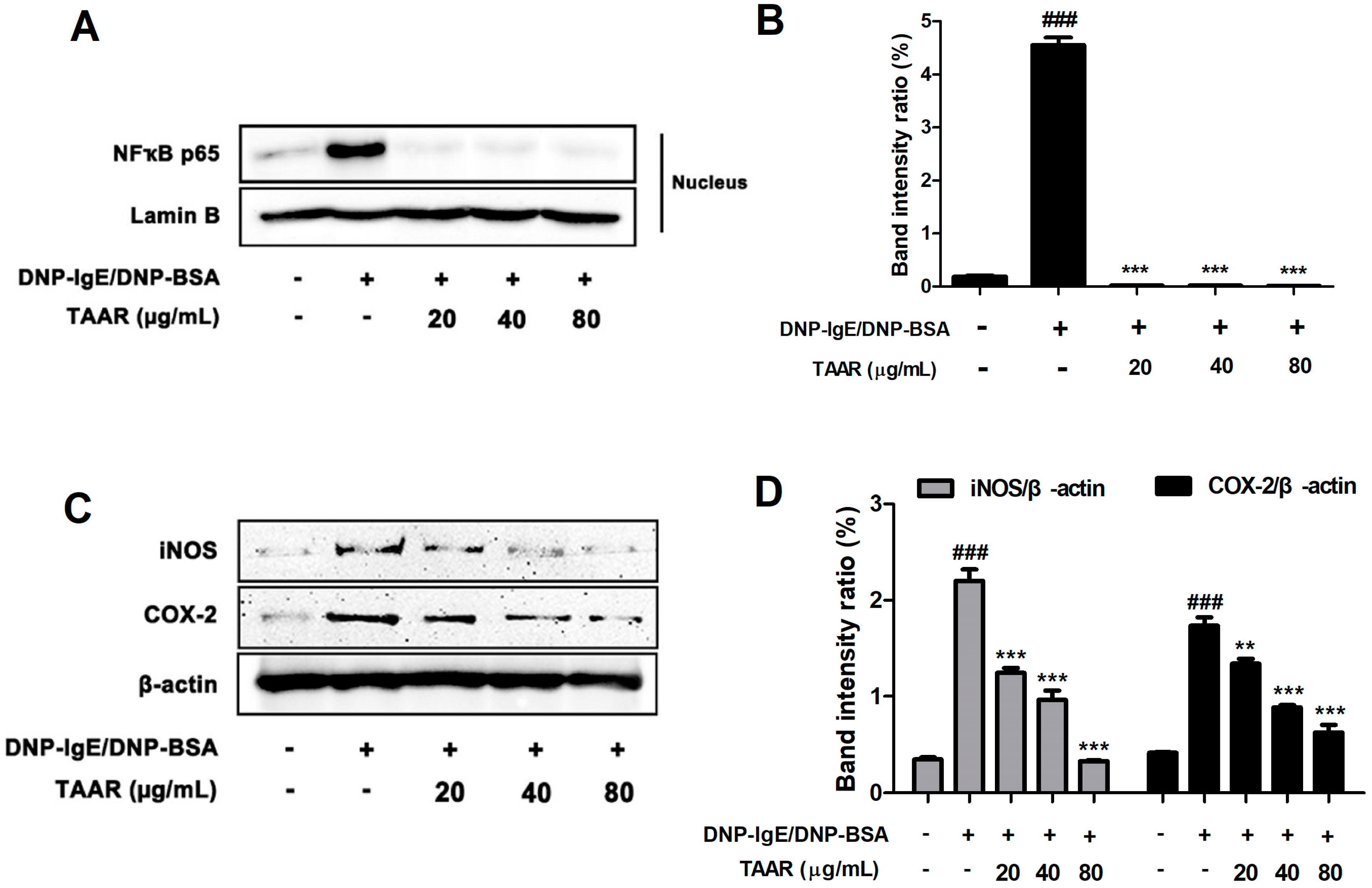Ijms 24 11979 g006 Ijms 24 11979 g006