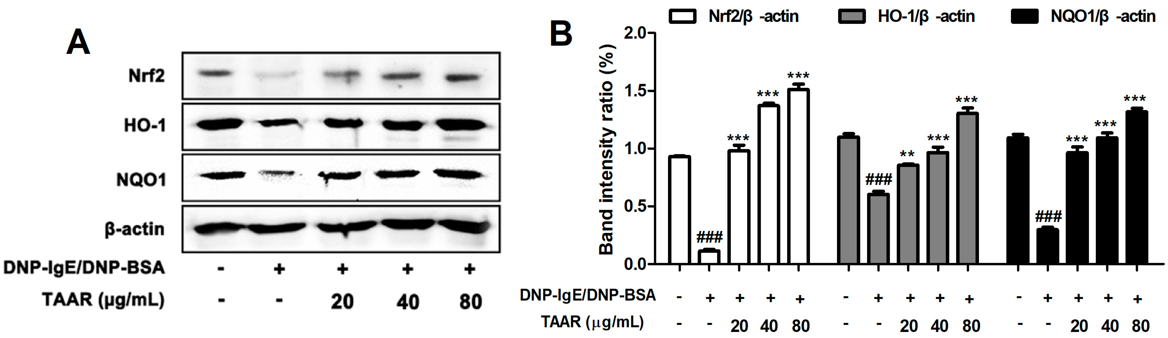 Ijms 24 11979 g007 Ijms 24 11979 g007